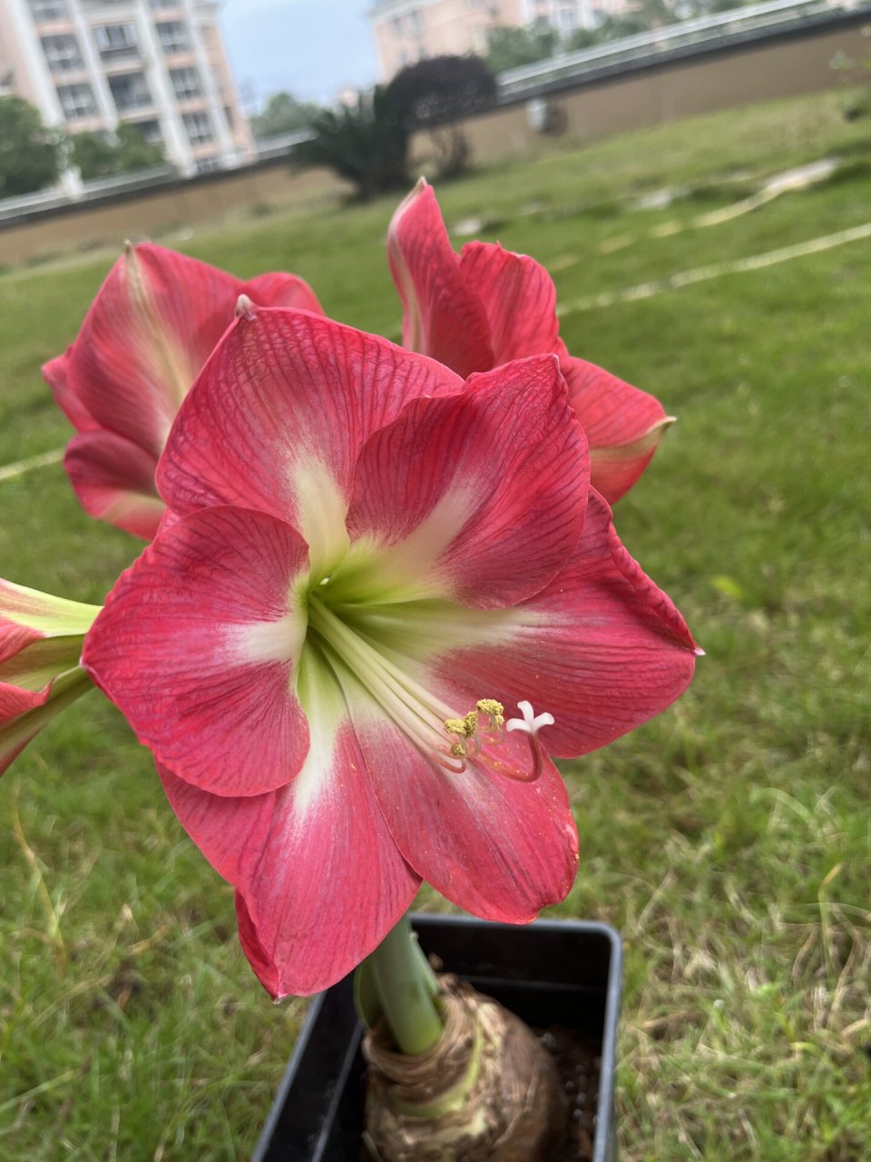 朱顶红-好望角 新手友好植物 10.