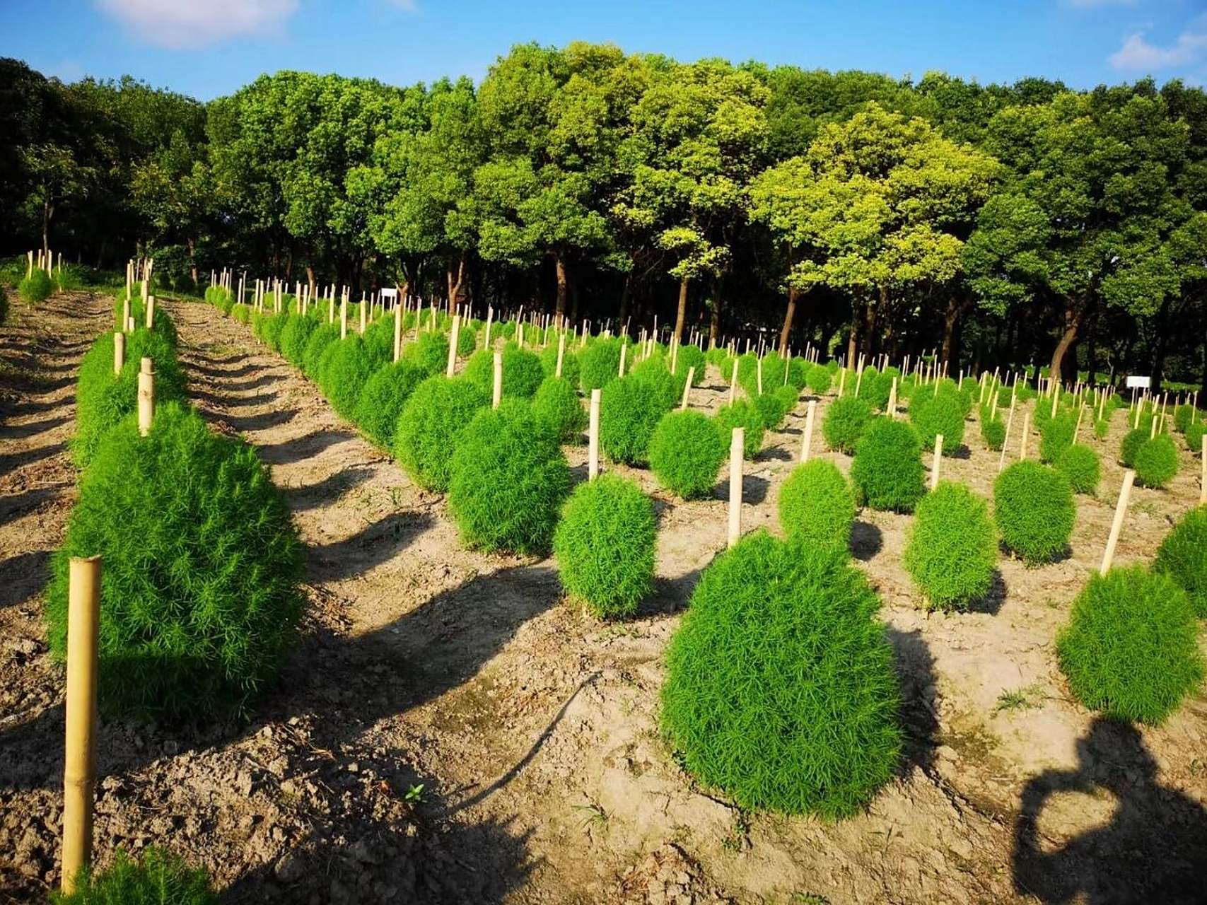 红地肤种植时间的把握 从景观红地肤生长周期和转色效果来计算,华东