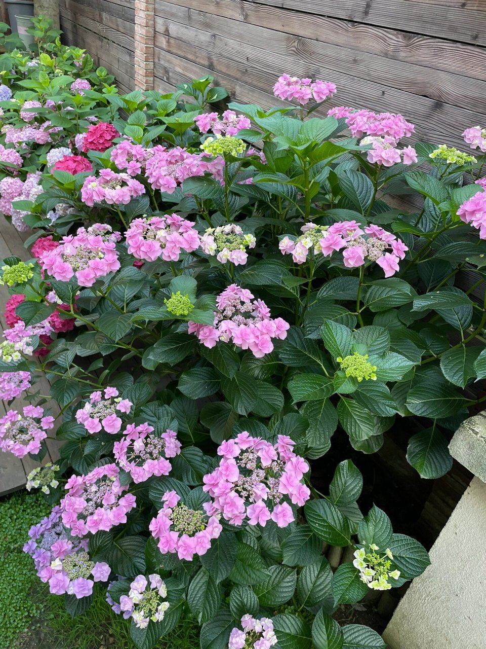 头花绣球完全可以种成一棵树 邻居两年前送的,直接种门口了,当时还不