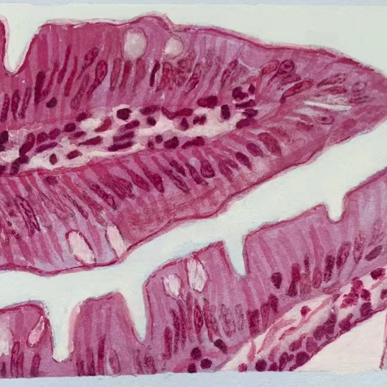 单层柱状上皮图片手绘图片