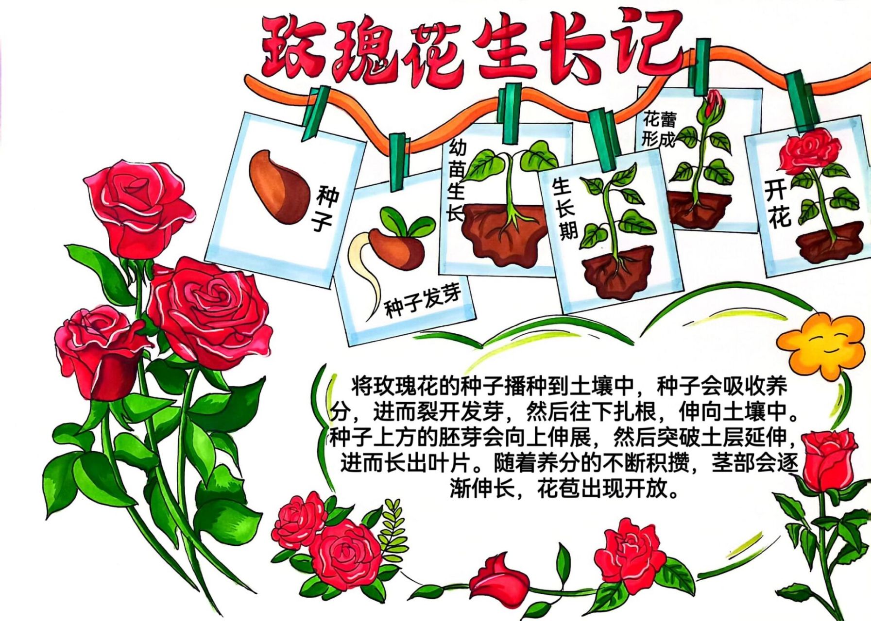 玫瑰花开花的过程描写图片
