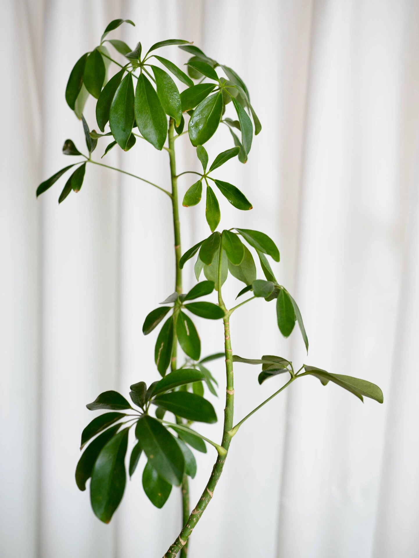 四季常绿发财树～鸭脚木 鸭脚木也叫鹅掌柴(八方来财)的革质叶片四季