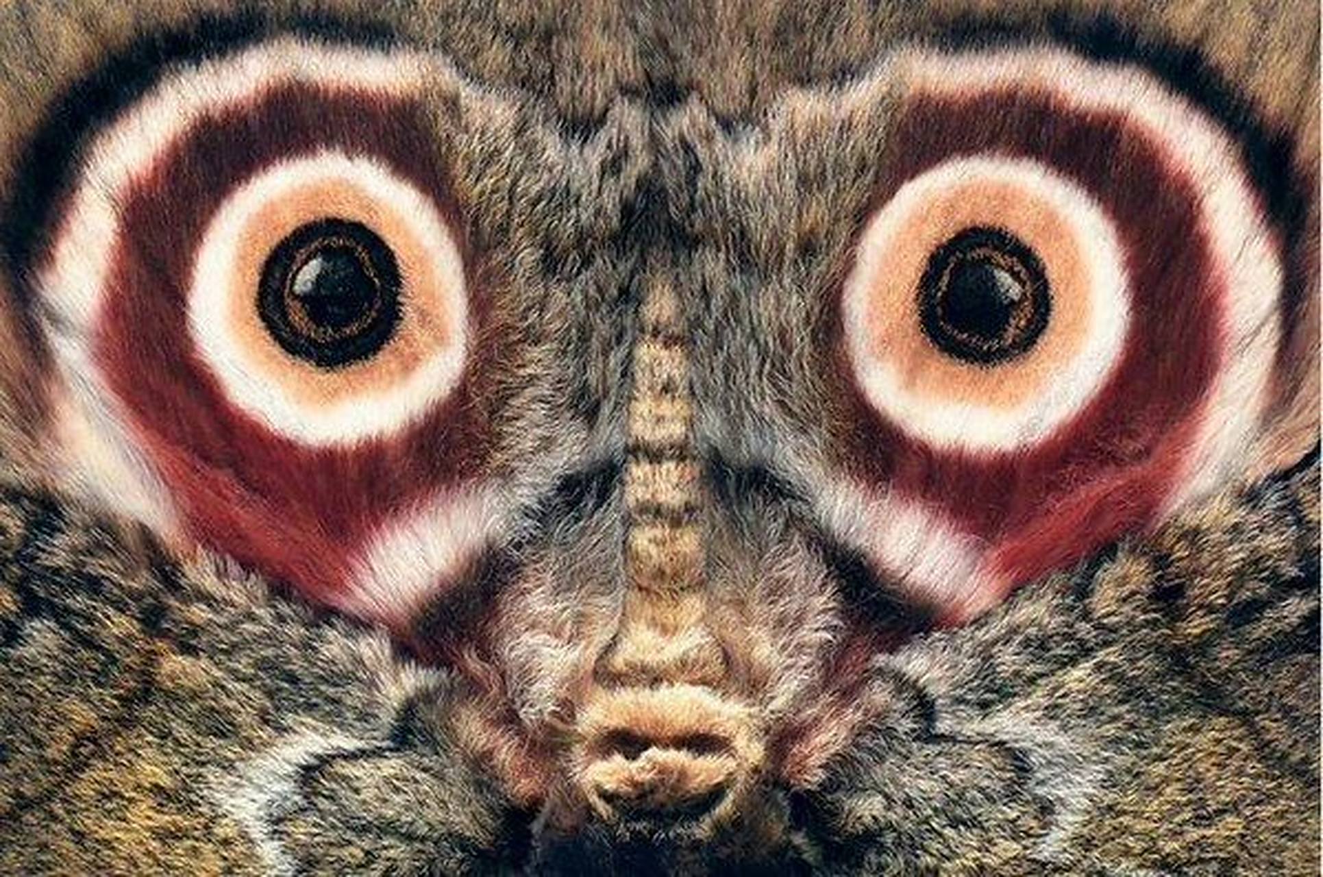 斑纹帝王蛾有很大的眼窝,可以欺骗捕食者,让他们以为它是一只大鸟.