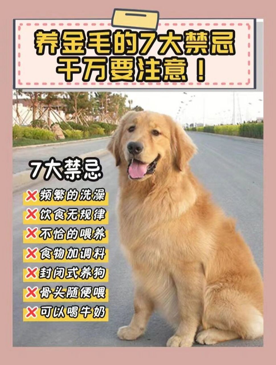 999999 金毛犬性格温顺,善良的宠物狗,养过的人都知道,金毛犬