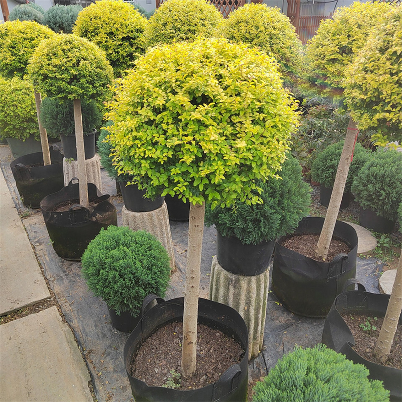 亮晶女贞四季常绿皮实好养花境观叶绿植 亮晶女贞木犀科女贞属常绿