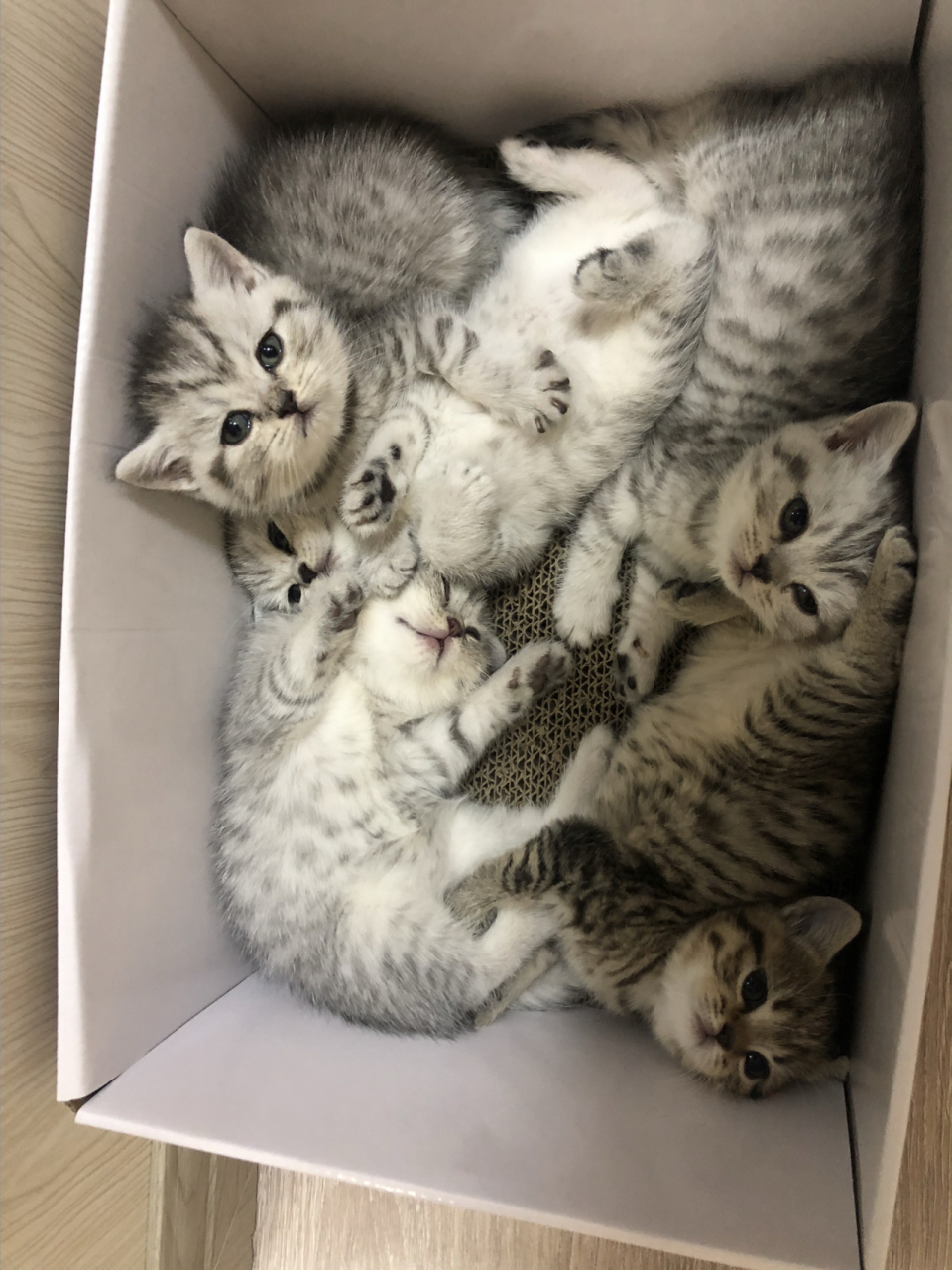 蓝猫和银渐层生的宝宝太可爱啦 小萌猫 英短银渐层