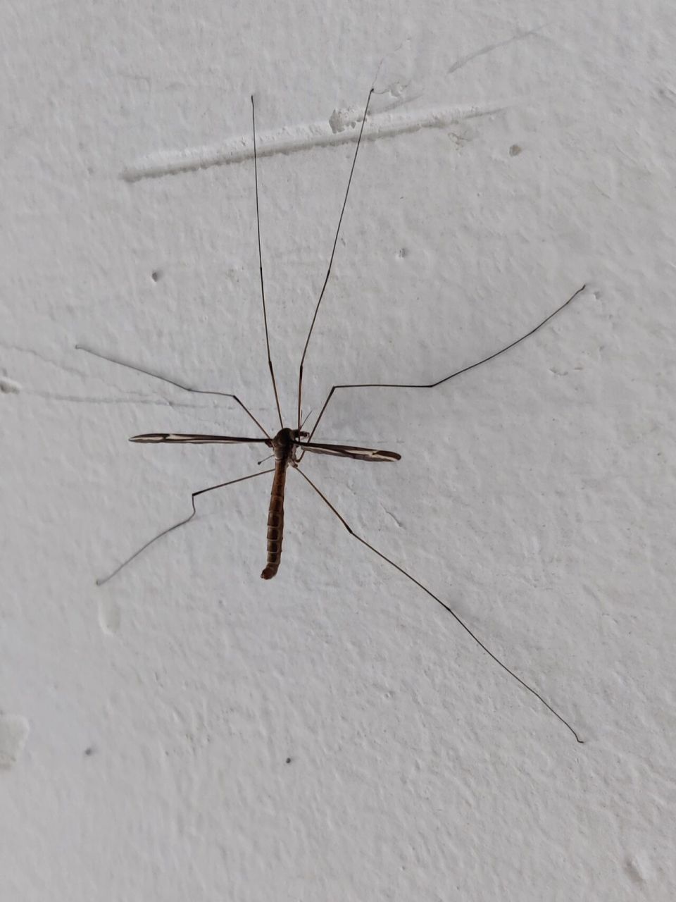 类似于蚊子,但是超级巨大,有一根手指那么长,几只脚巨细巨长,还有翅膀