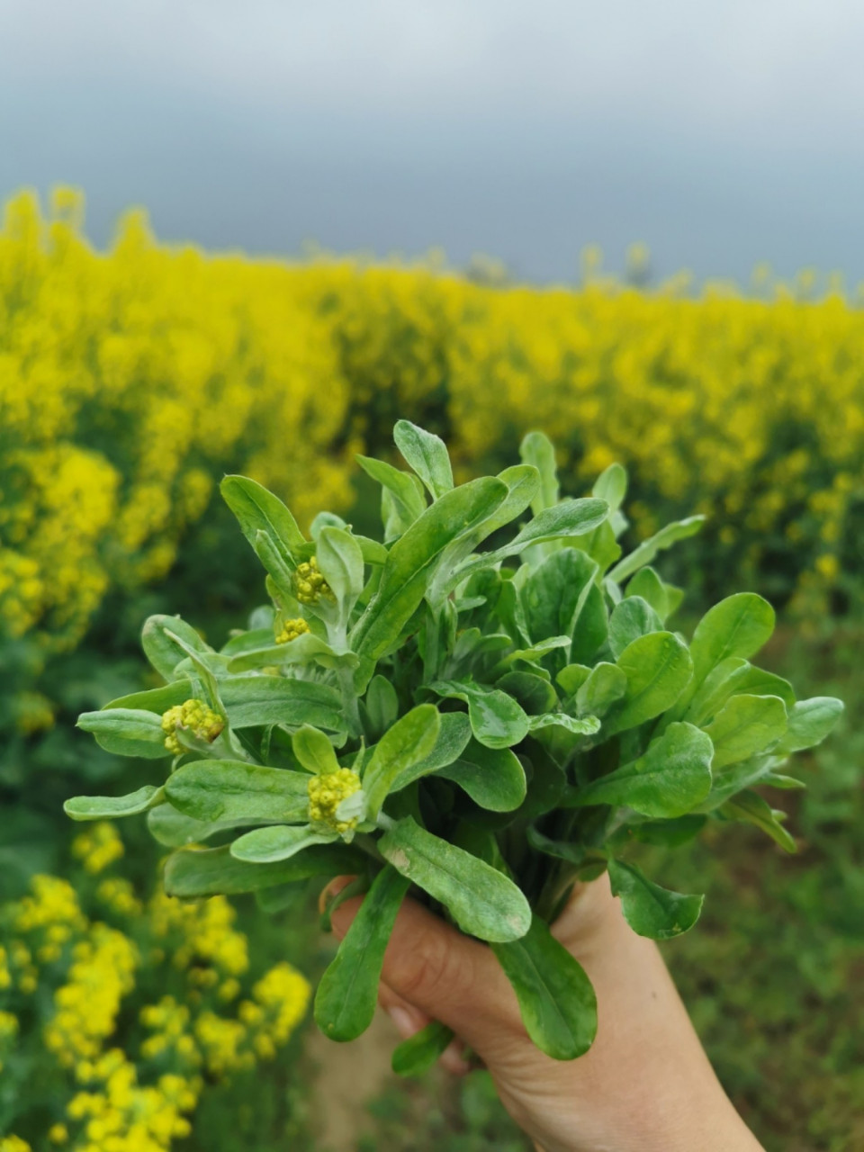 清明草唯美图片