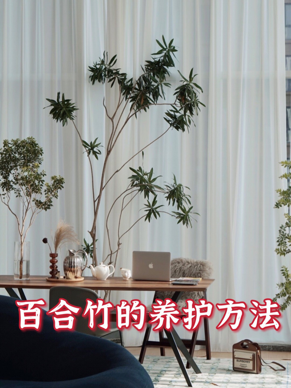 百合竹的养护方法 百合竹为龙舌兰科多年生常绿灌木99,适应性比较好