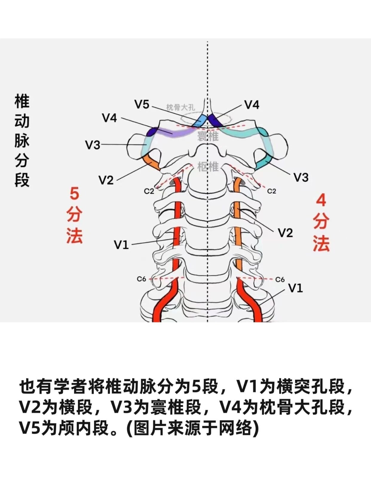 椎动脉开口图片