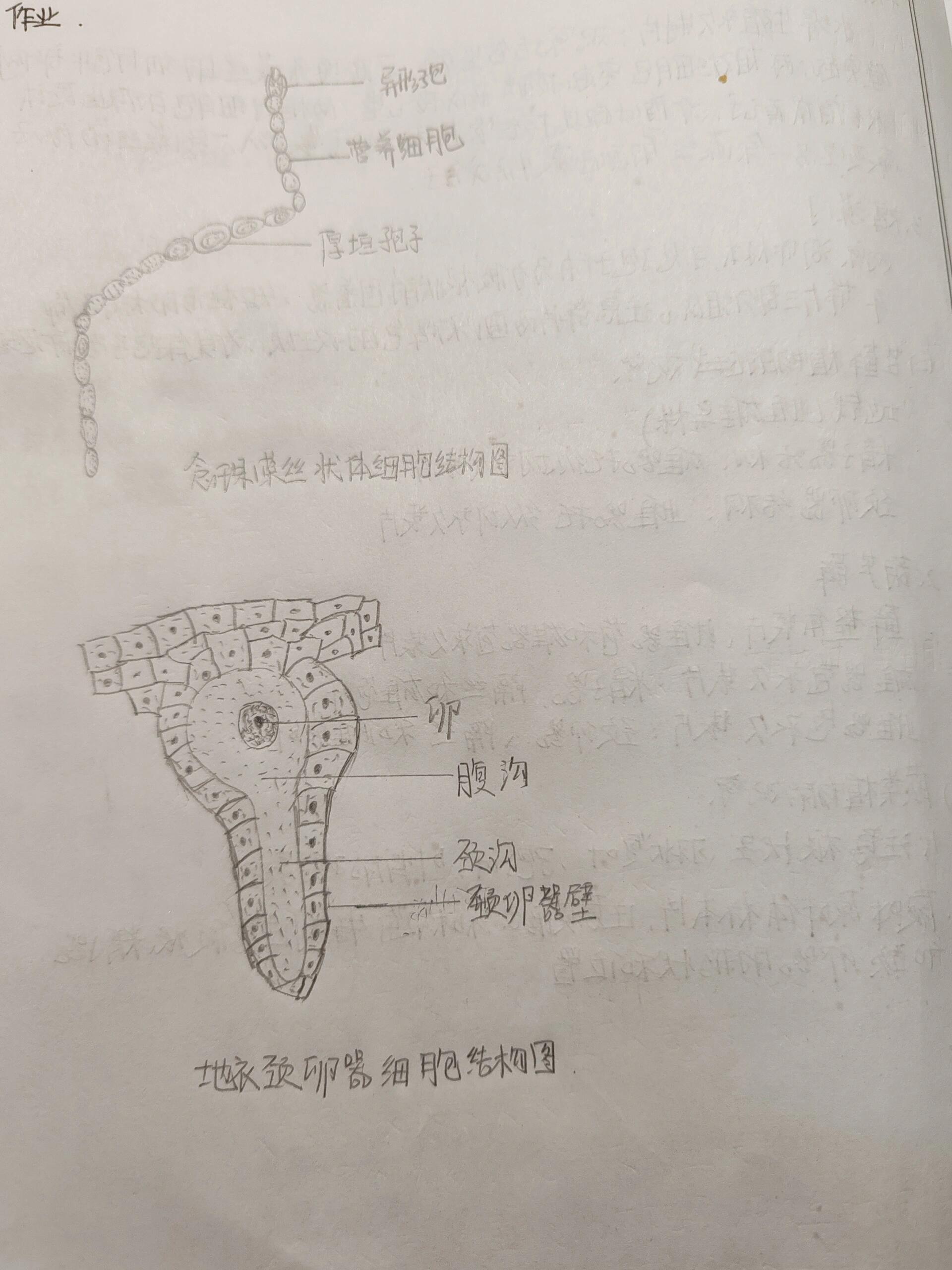 地衣颈卵器结构图 念珠藻丝状体细胞结构图