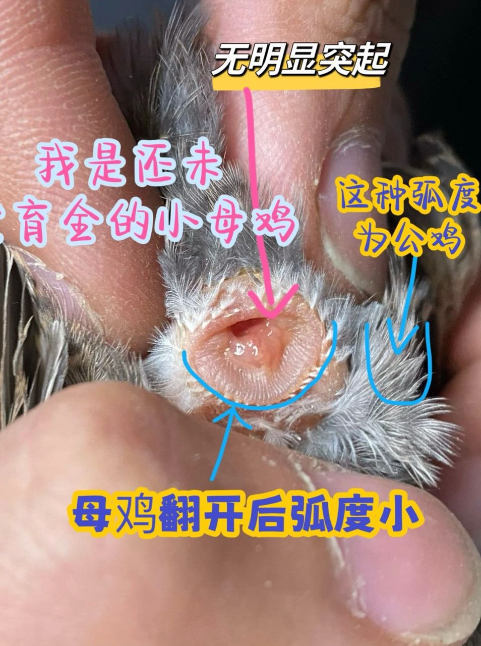 干货图解 清晰准确的芦丁鸡分公母方法.