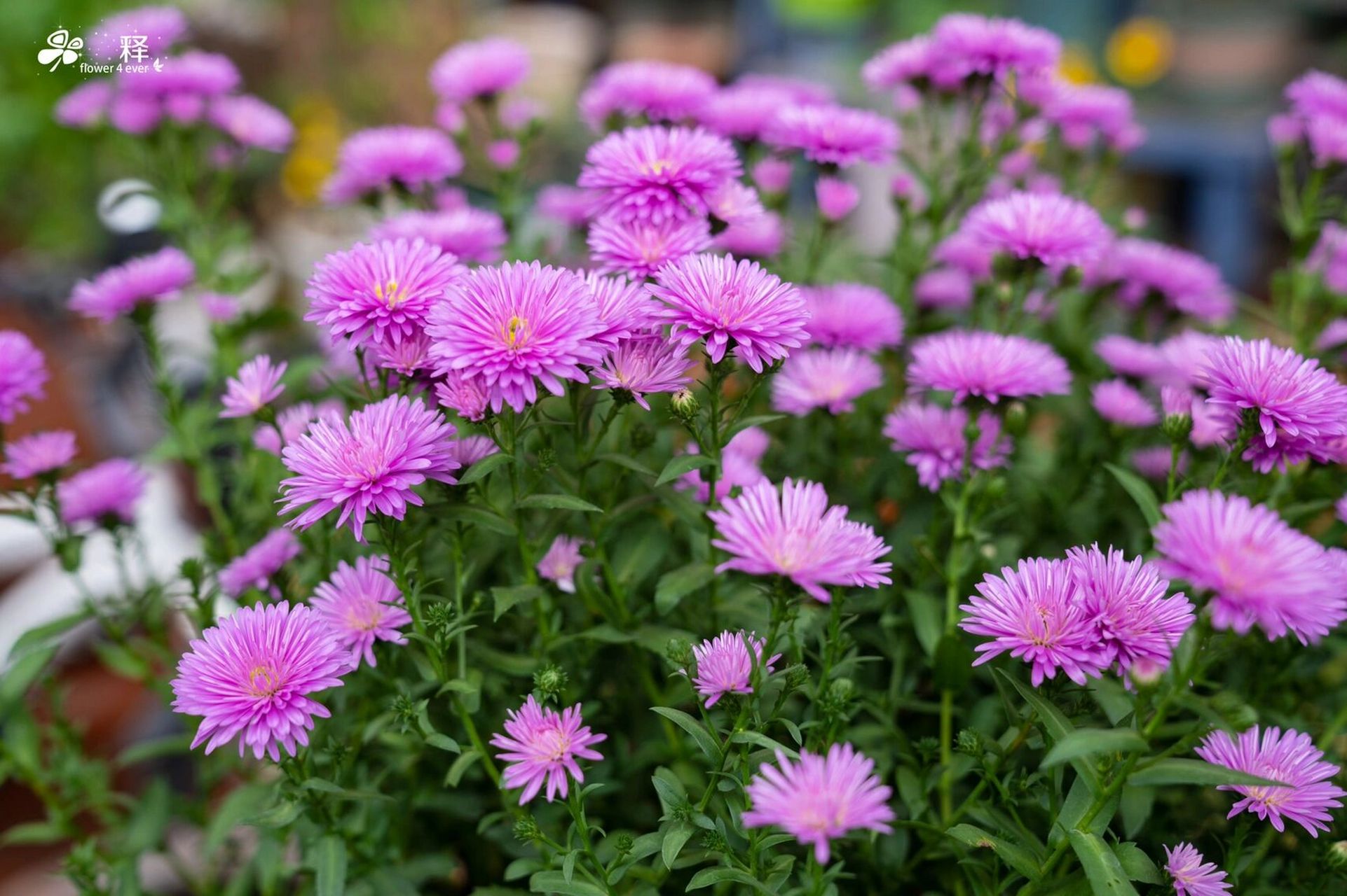 紫菀,自带仙气的冷门花卉 丝状花瓣,妖冶 紫菀,自带仙气的冷门花卉