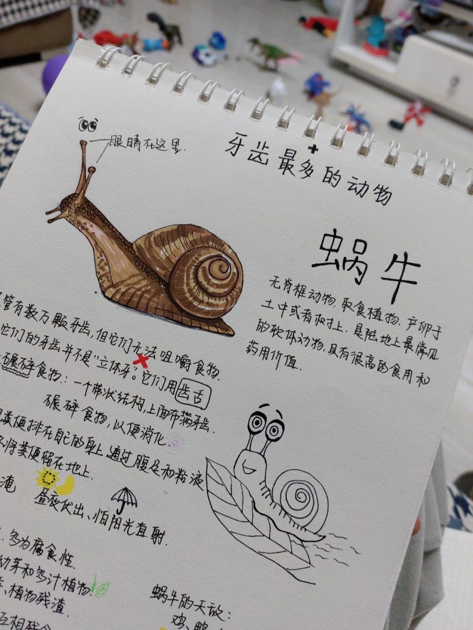 每天睡前可以给孩子讲的动物小知识! 《蜗牛》 牙齿最多的动物!