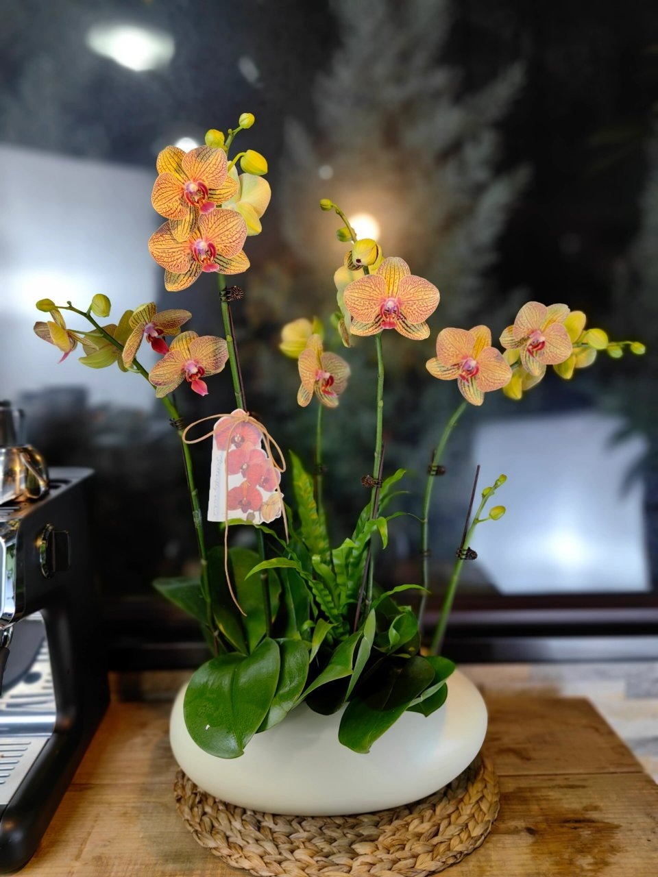 黄金甲蝴蝶兰 【黄金甲】蝴蝶兰新品6枝花剑,宽度65cm*高度68cm.