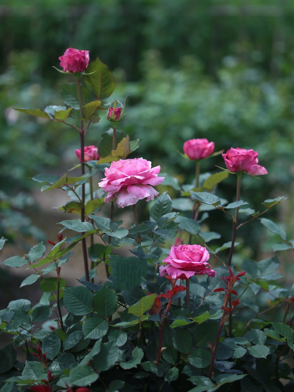 粉色月季76615:禁忌感官 禁忌感官 forbidden parfum 粉色切花