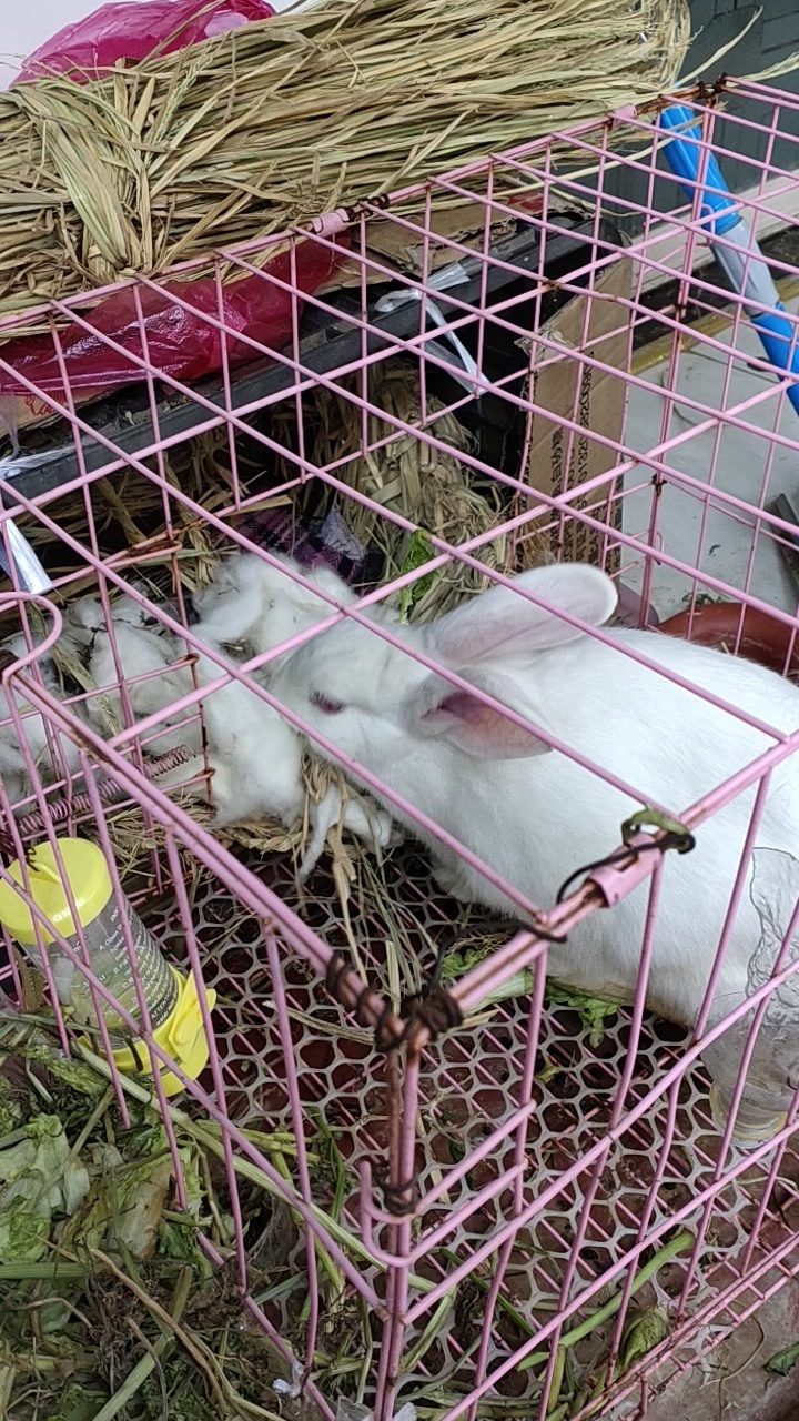 发现兔子肚子比之前大了很多,感觉像怀孕了,就把它拿到室内养了.