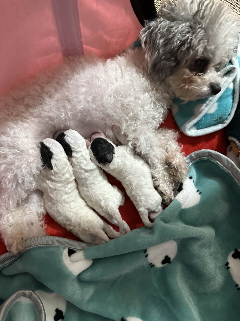 分享第一次家庭繁育茶杯灰白花泰迪(二) 上回说到茶杯灰泰迪98布丁