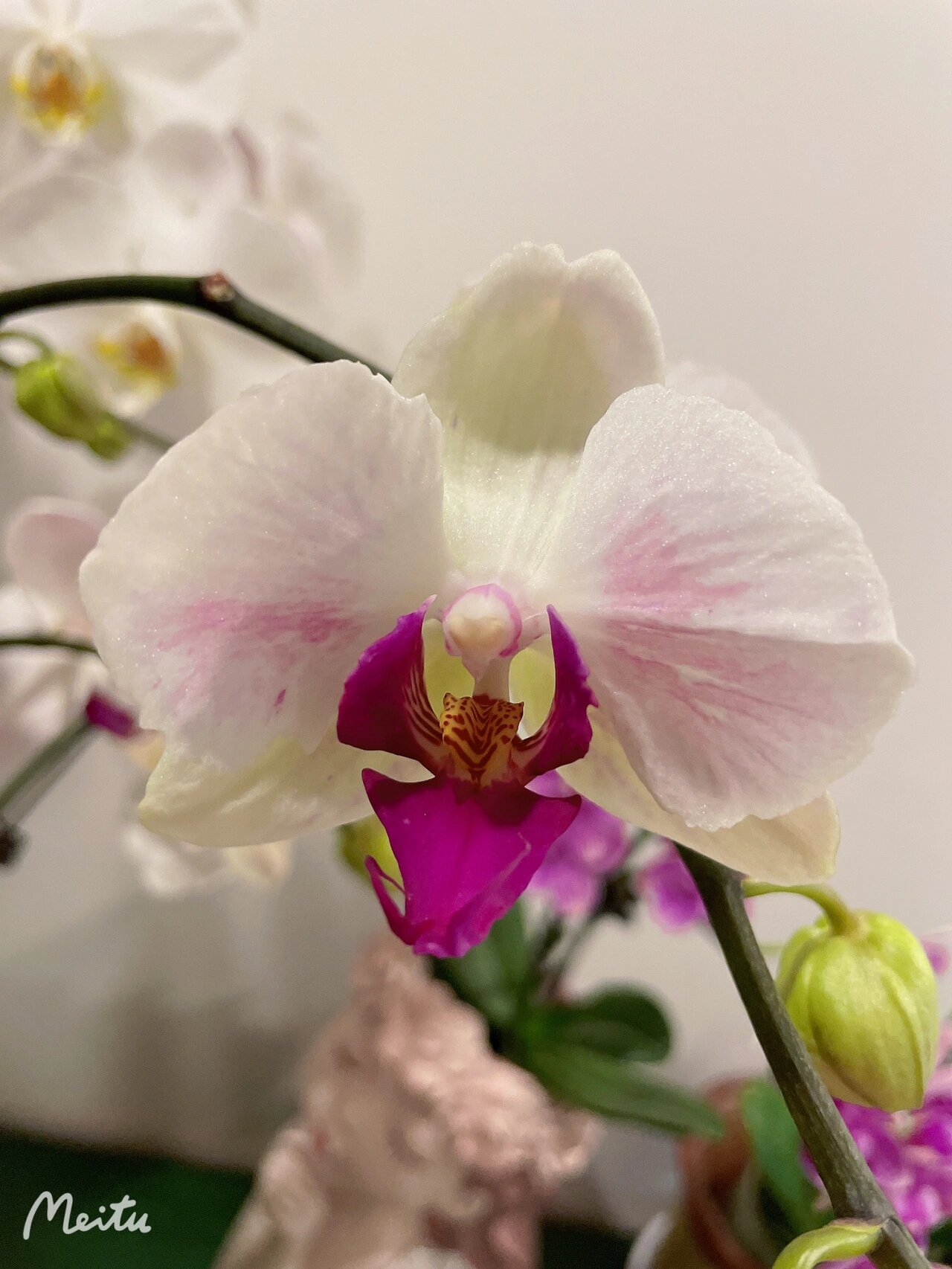 蝴蝶兰白花红心蕾丝变异(一见钟情) 781593超级喜欢的蝴蝶兰