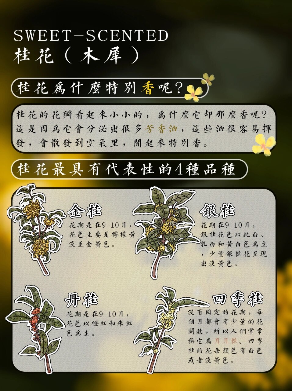 桂花图鉴