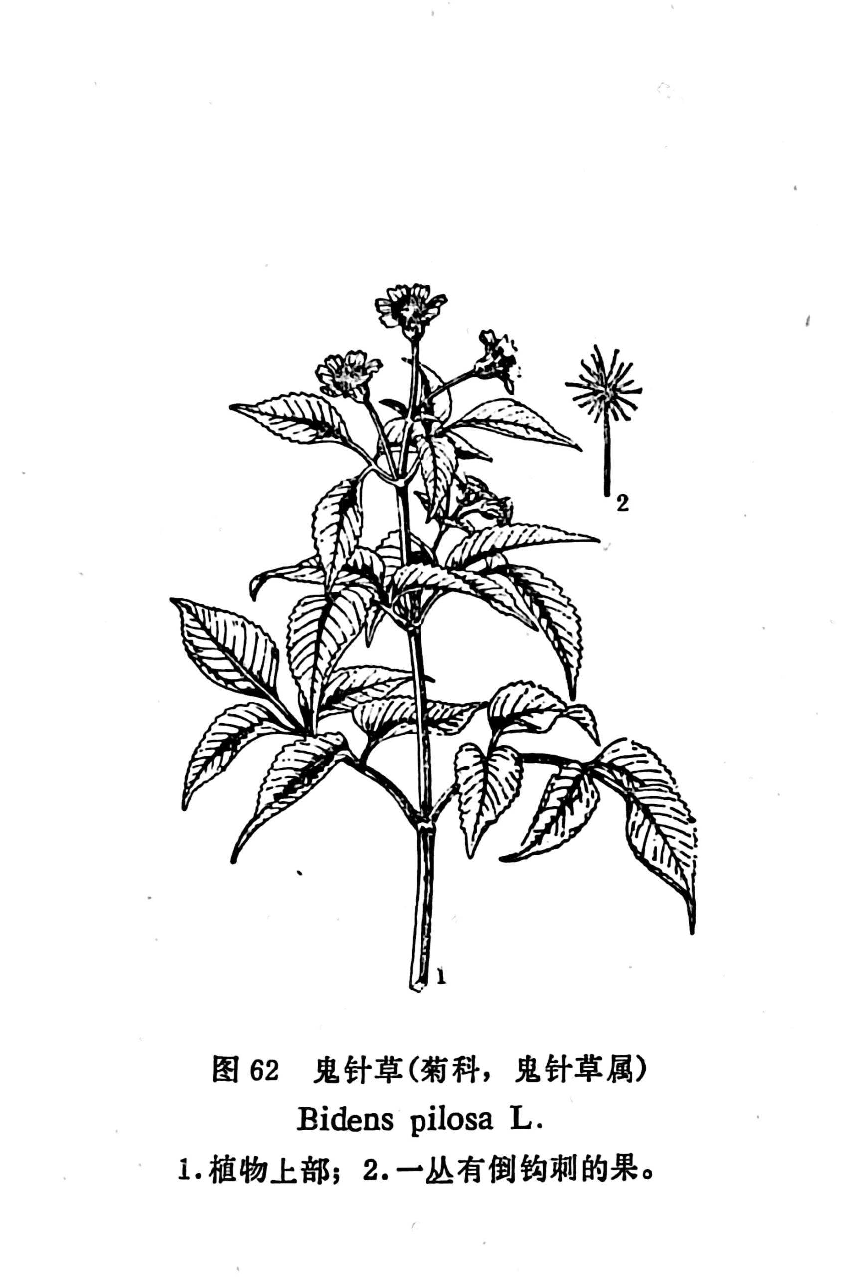 鬼针草 (三叶鬼针草) 别名金盏银盘,盲肠草,一包针.