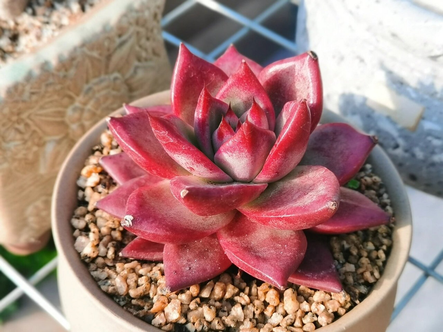 封面—海啸 91太喜欢有褶皱的多肉了