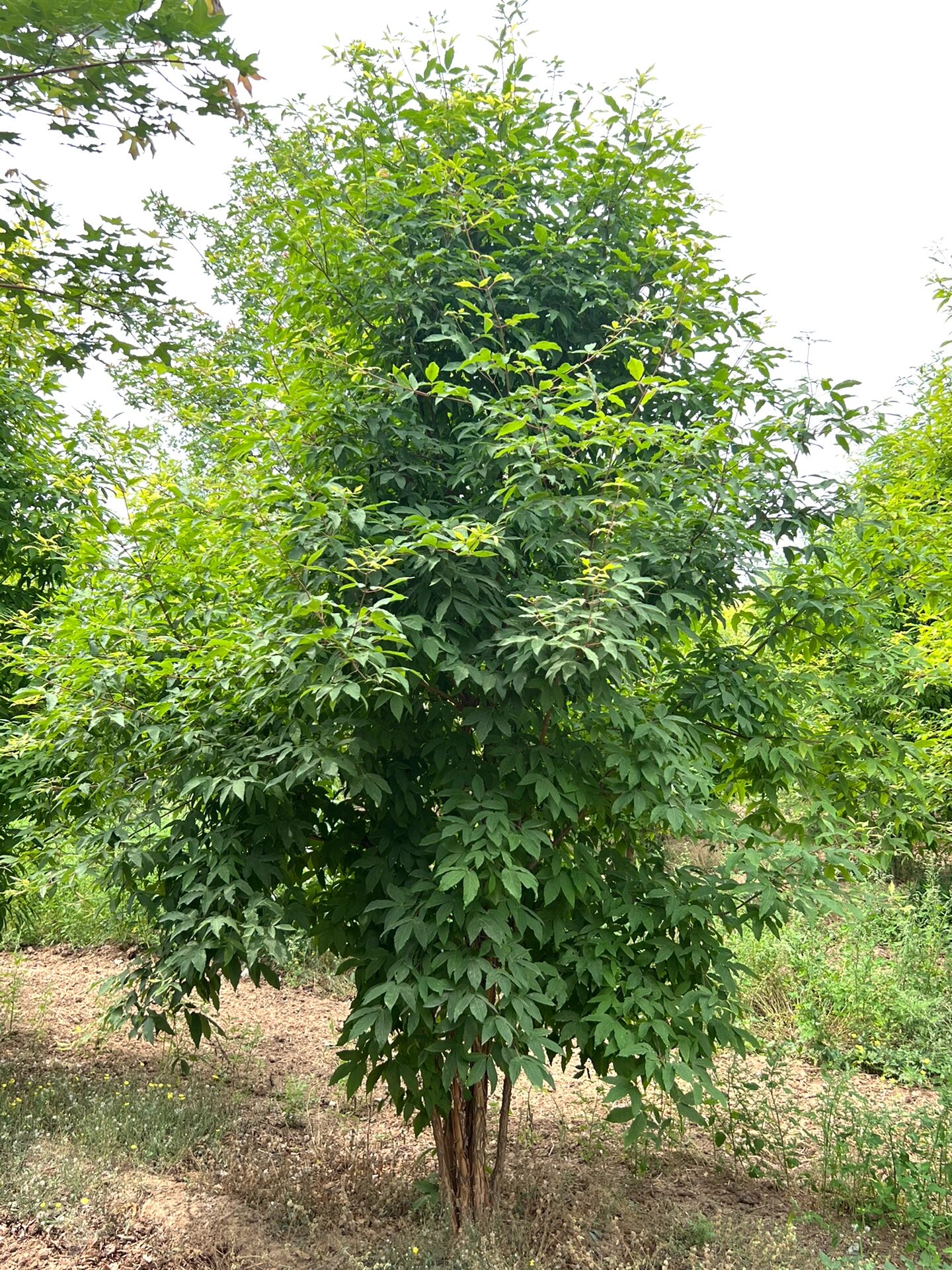 拧筋槭,又称拧劲槭,树干苍劲,秋叶火红