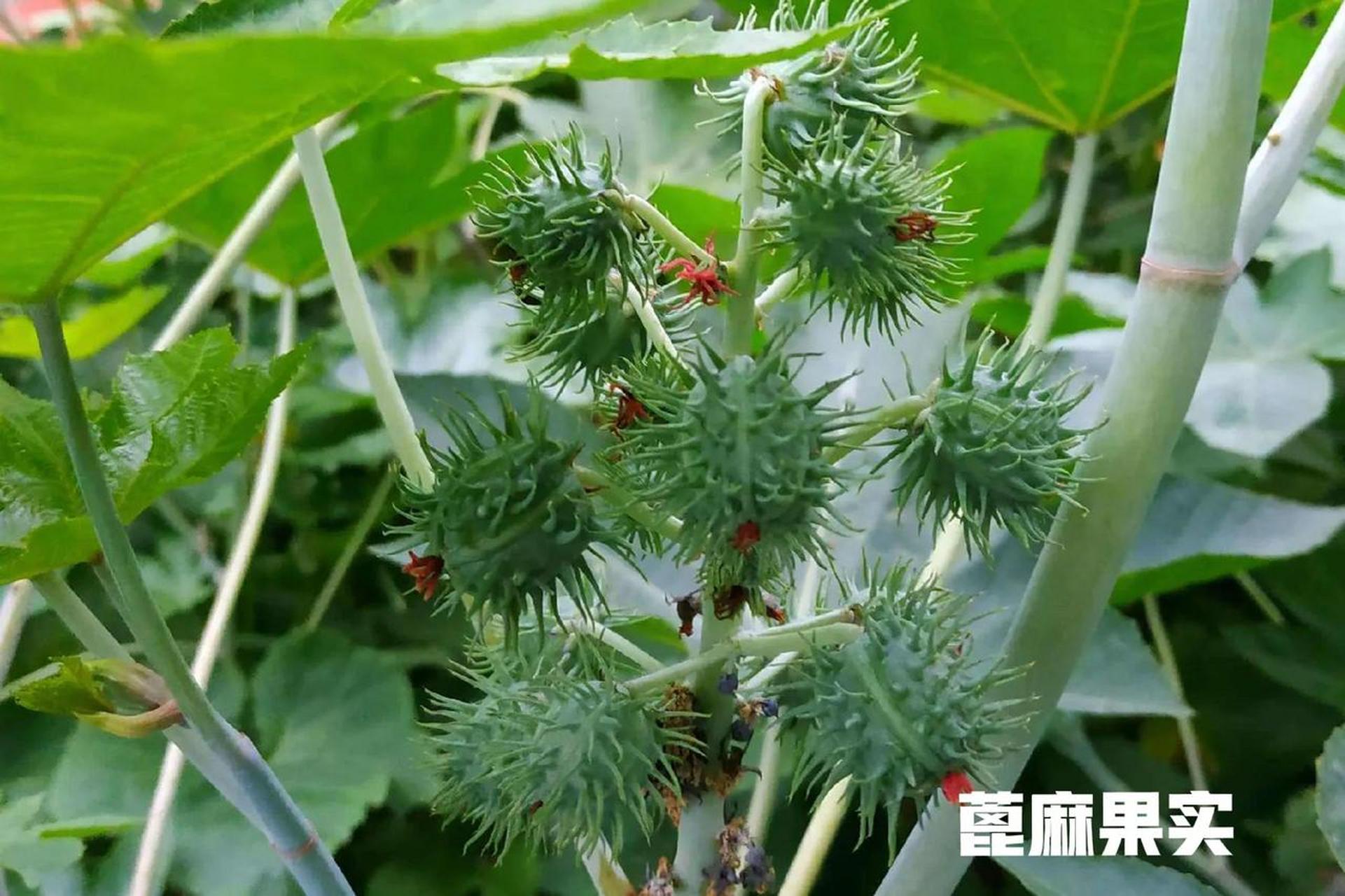 今天,在植物园里看到了一颗有毒的植物曼陀罗,儿子看了还以为这是蓖麻