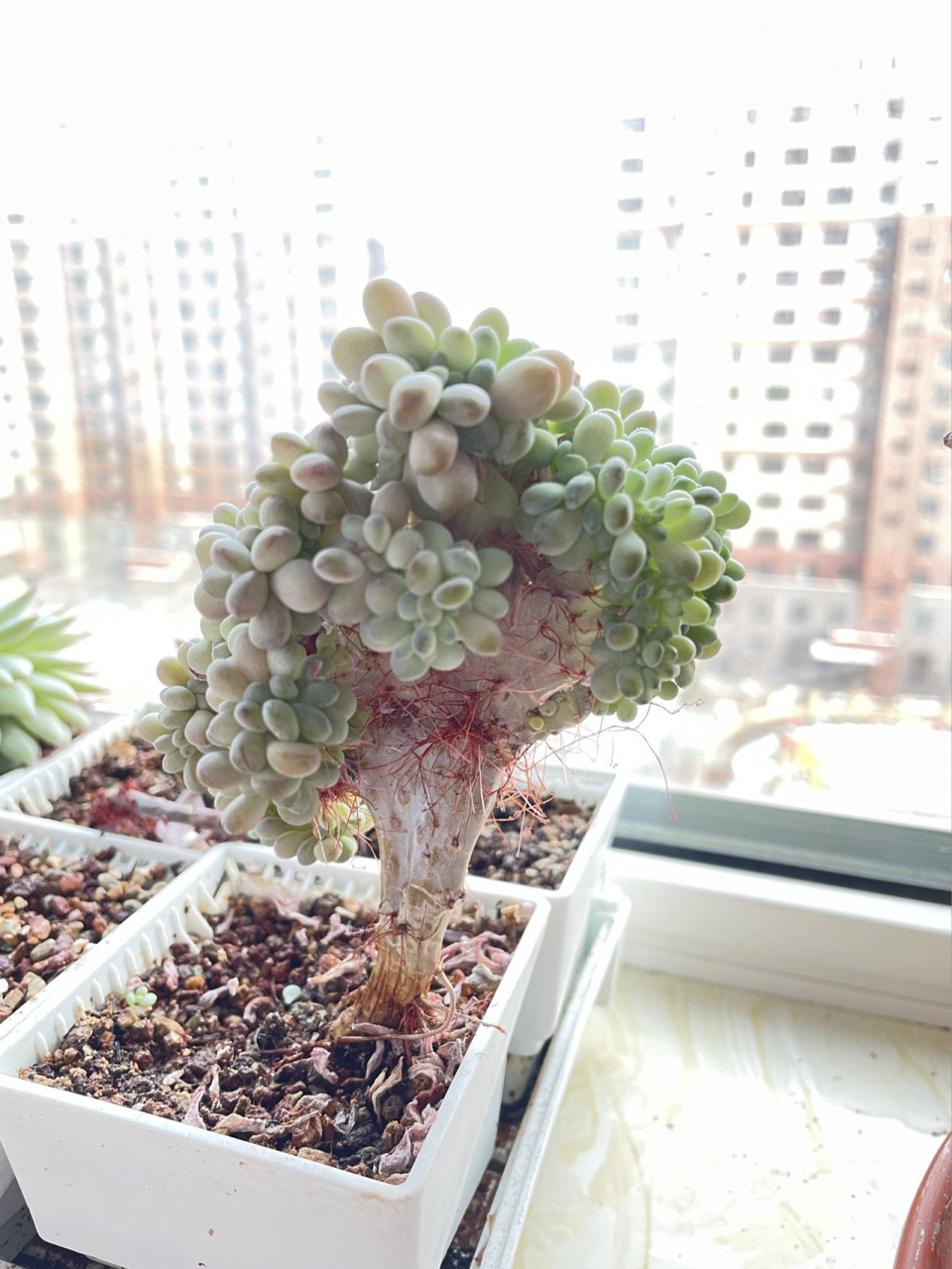 我的多肉竟然缀化了 养了这么大,今天才知道是缀化了,我还寻思以前也