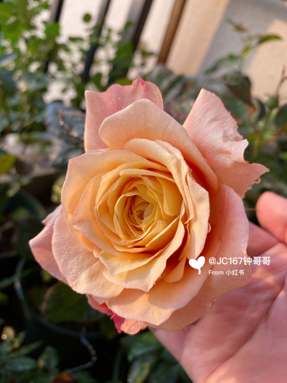 实拍|悠悠 月季:悠悠 大切花,几乎无香味,耐开 #月季