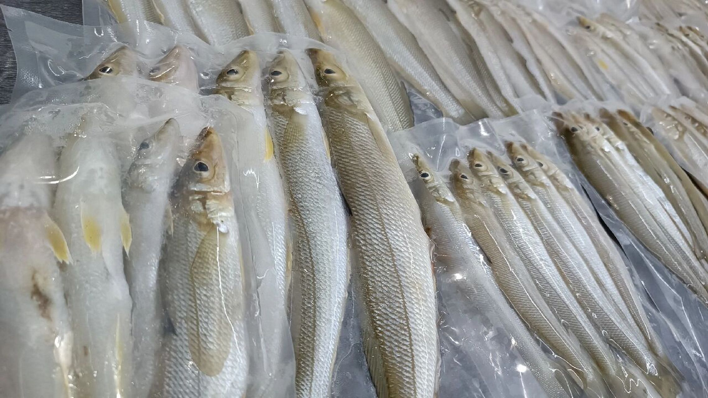 沙丁鱼(又叫沙尖鱼,沙丁鱼,也叫沙锥鱼) 沙丁鱼肉嫩少刺,来自海南陵水