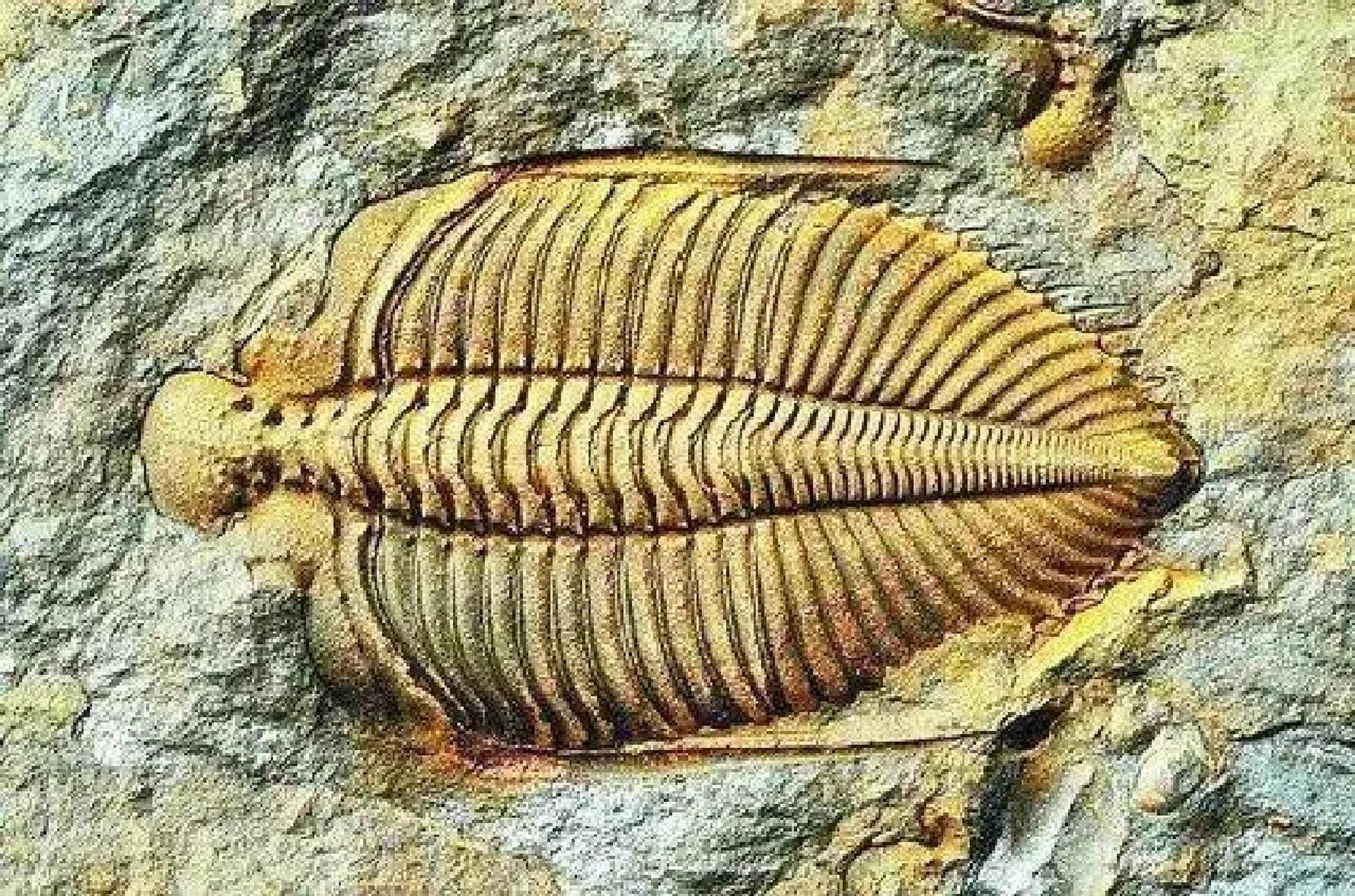 6亿年前寒武纪最具代表性的 生活时期:寒武纪.