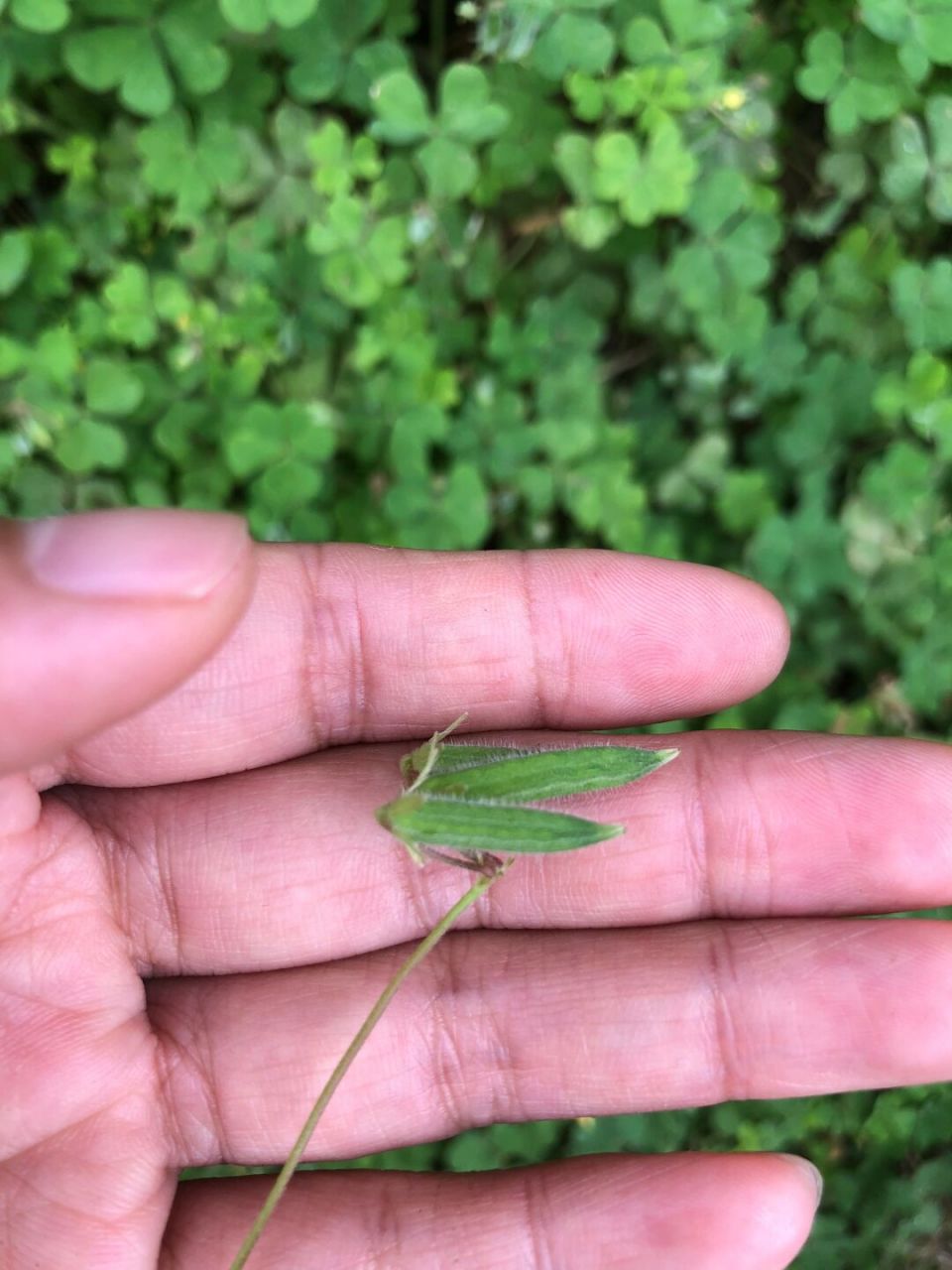 三叶草果实# 像二师兄的兵器