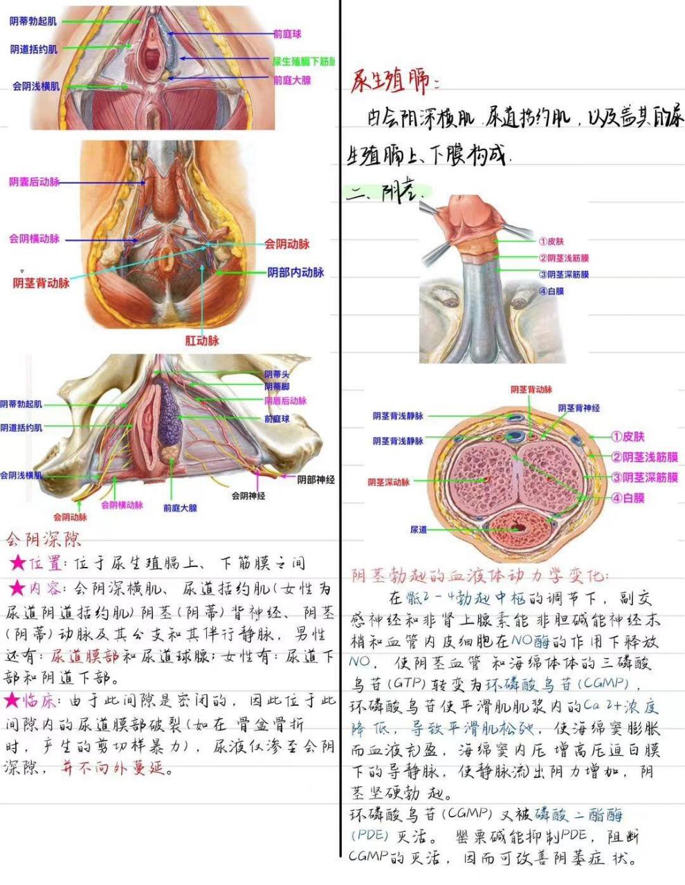 女性前庭球 位置图图片