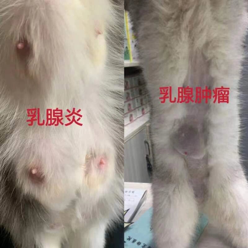 猫咪乳腺有硬块还肿胀是怎么回事?肿瘤吗?