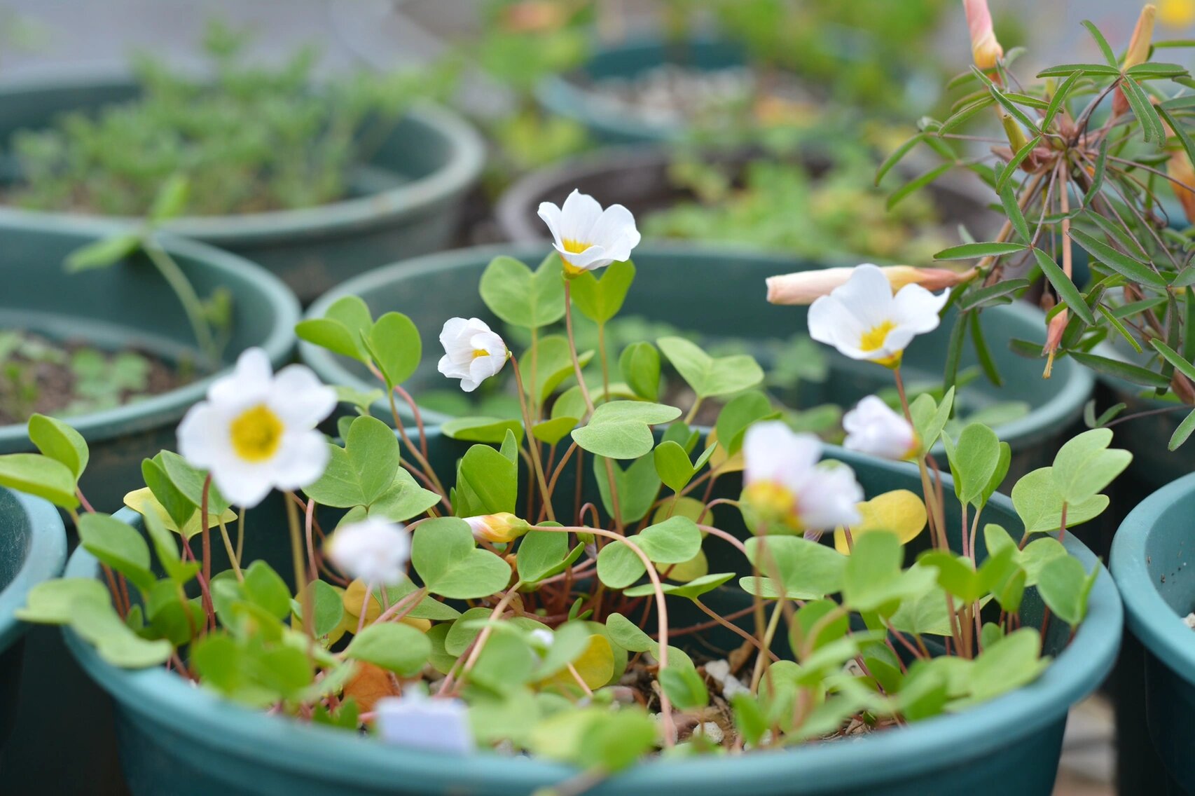 酢浆草～一片心 叶子是可可爱爱的爱心形状98还是圆圆胖胖的爱心