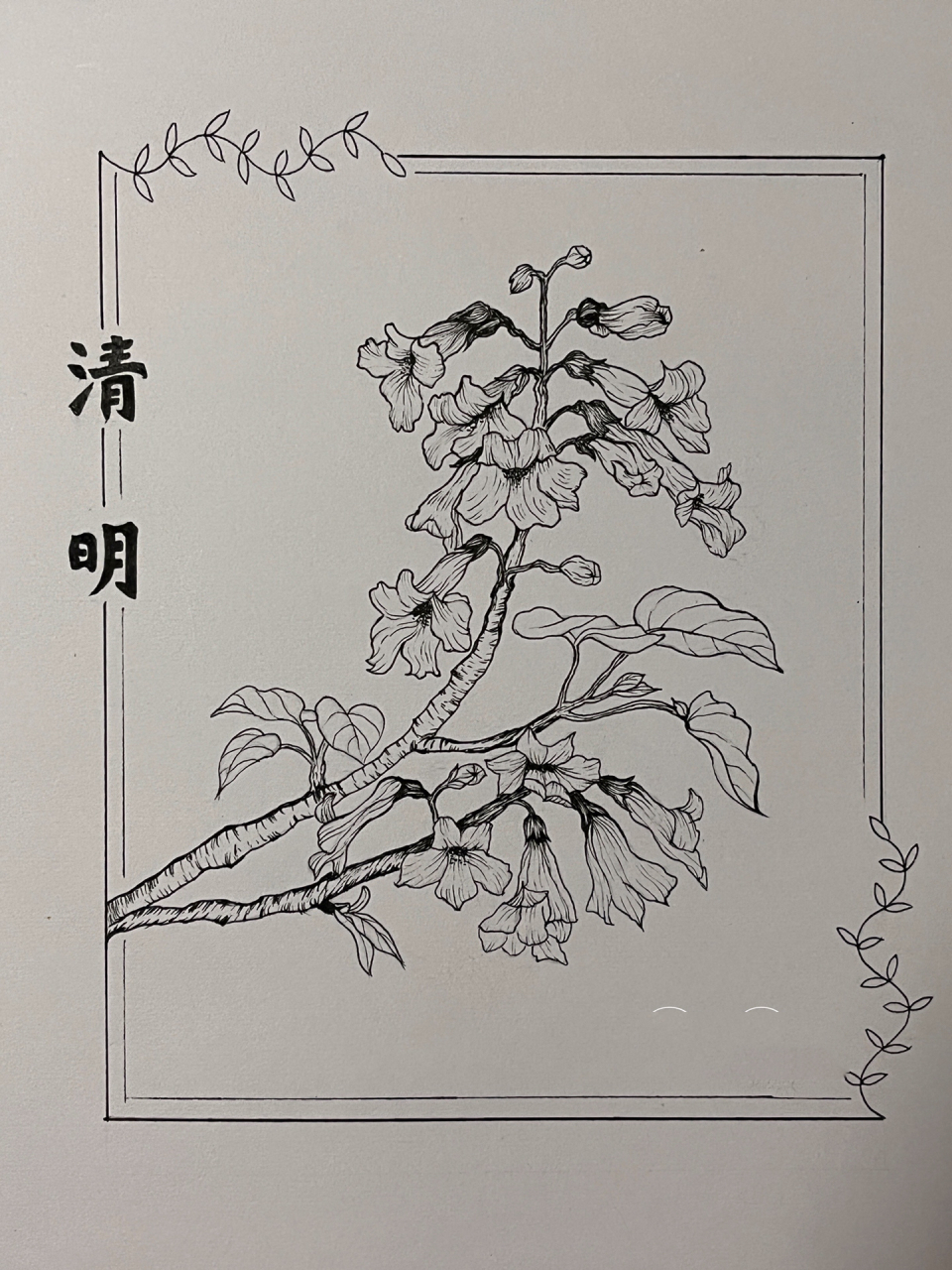 清明——桐花 桐花开,清明到 清明节大家都怀念逝去的亲人,也是踏青