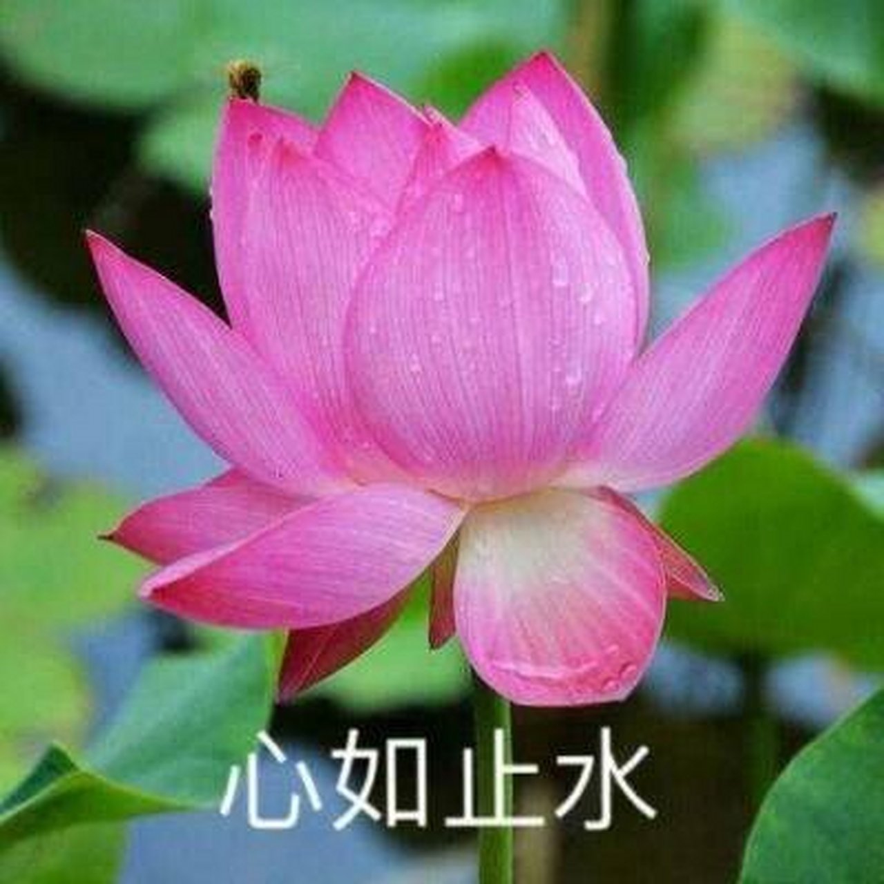 图①至图⑨荷花图,前一段时间挺火的荷花头像,有你心仪的嘛?