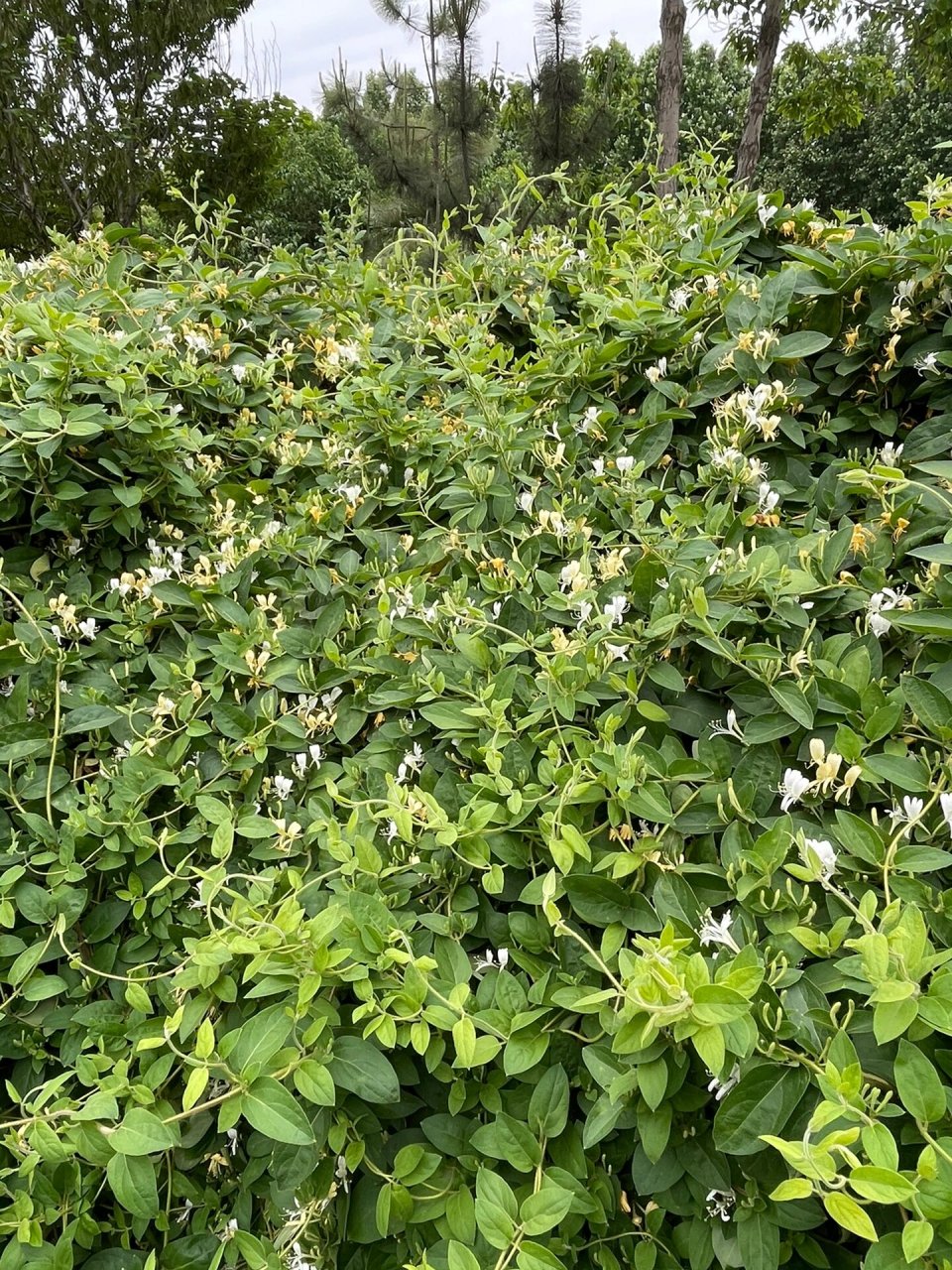 金银花其藤蔓为:忍冬藤 经冬不凋名 金银花其藤蔓为:忍冬藤 经冬不凋