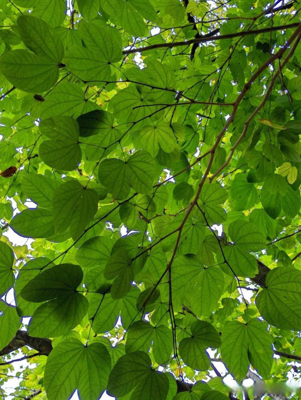 评论区晒图挑战赛  翠绿的树叶,清新的气息,舒服