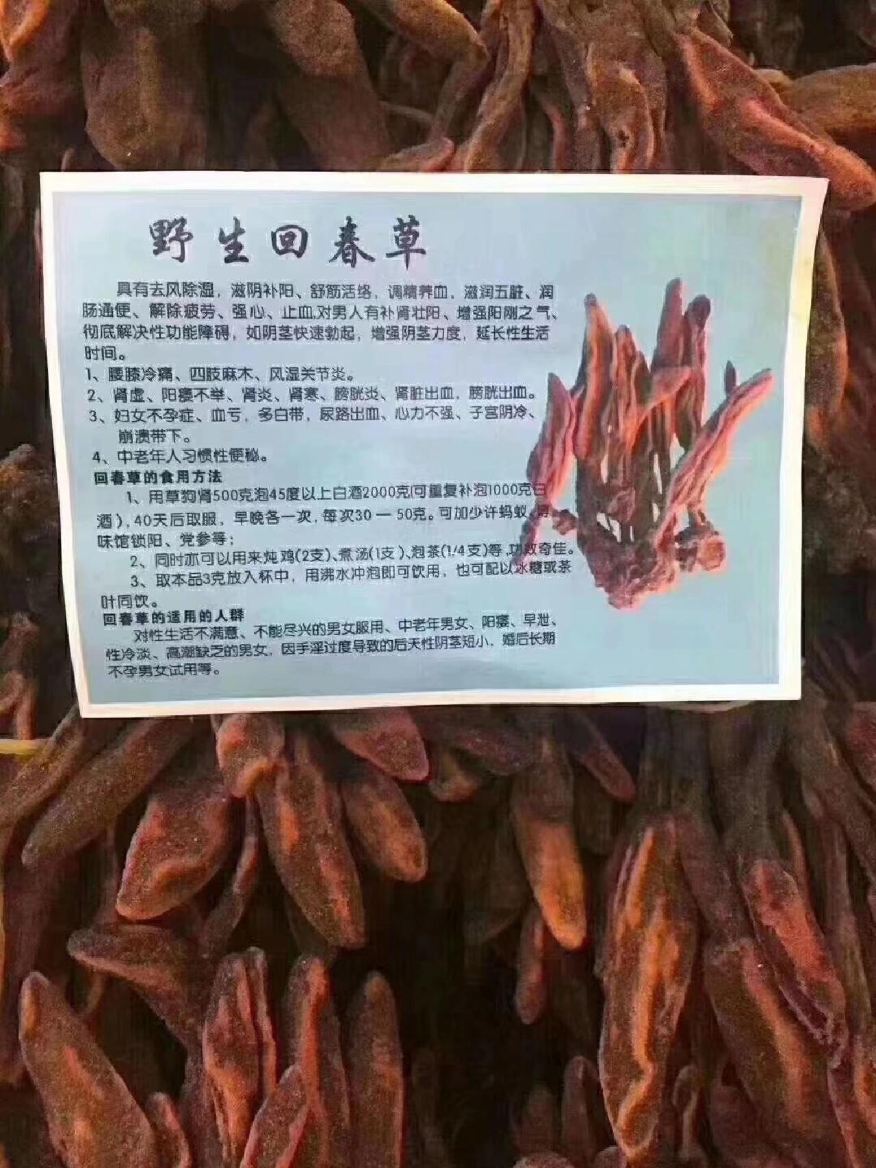 迎春草药用价值图片