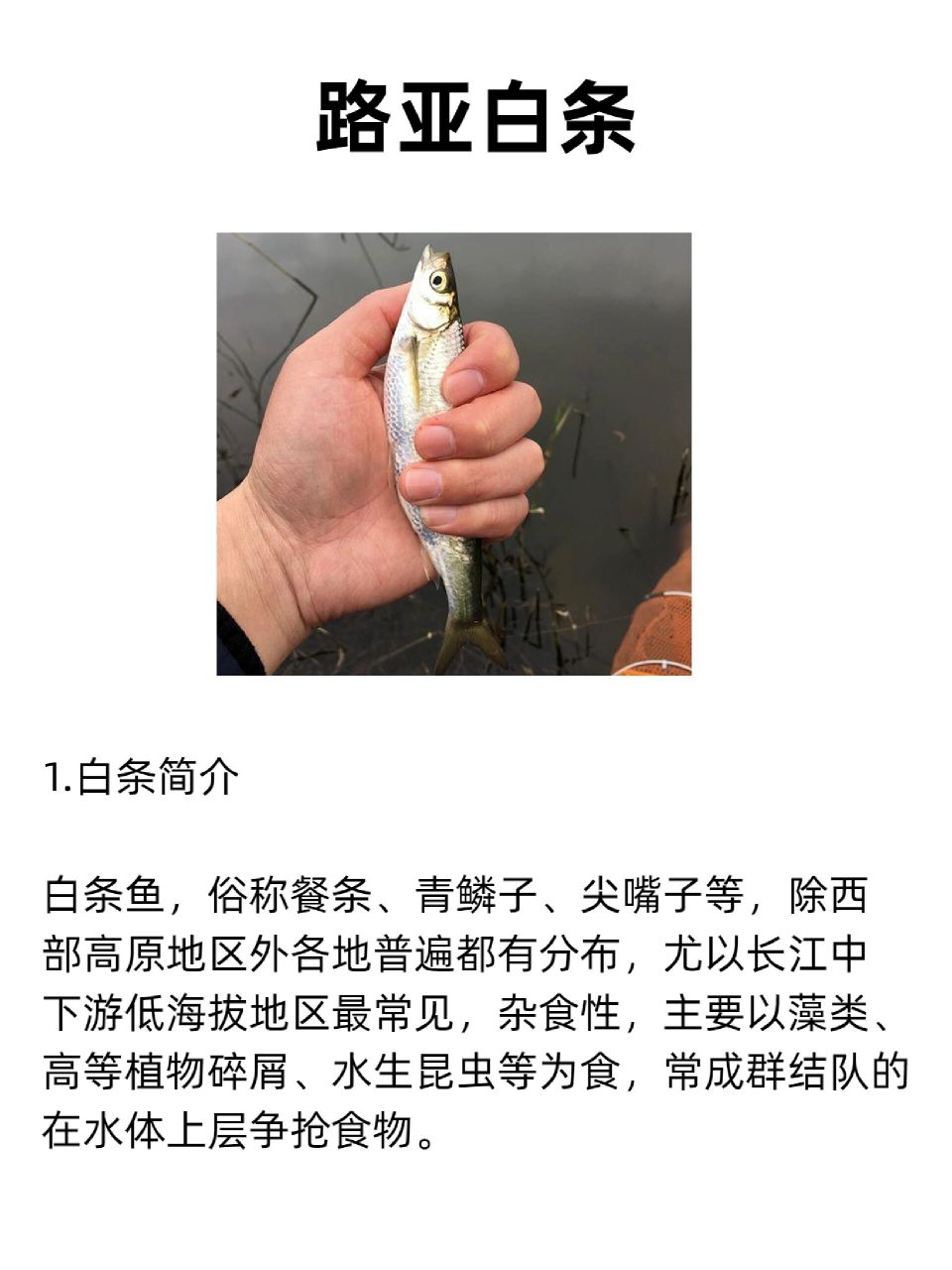 白条鱼,俗称餐条,青鳞子,尖嘴子等,除西部高原地区