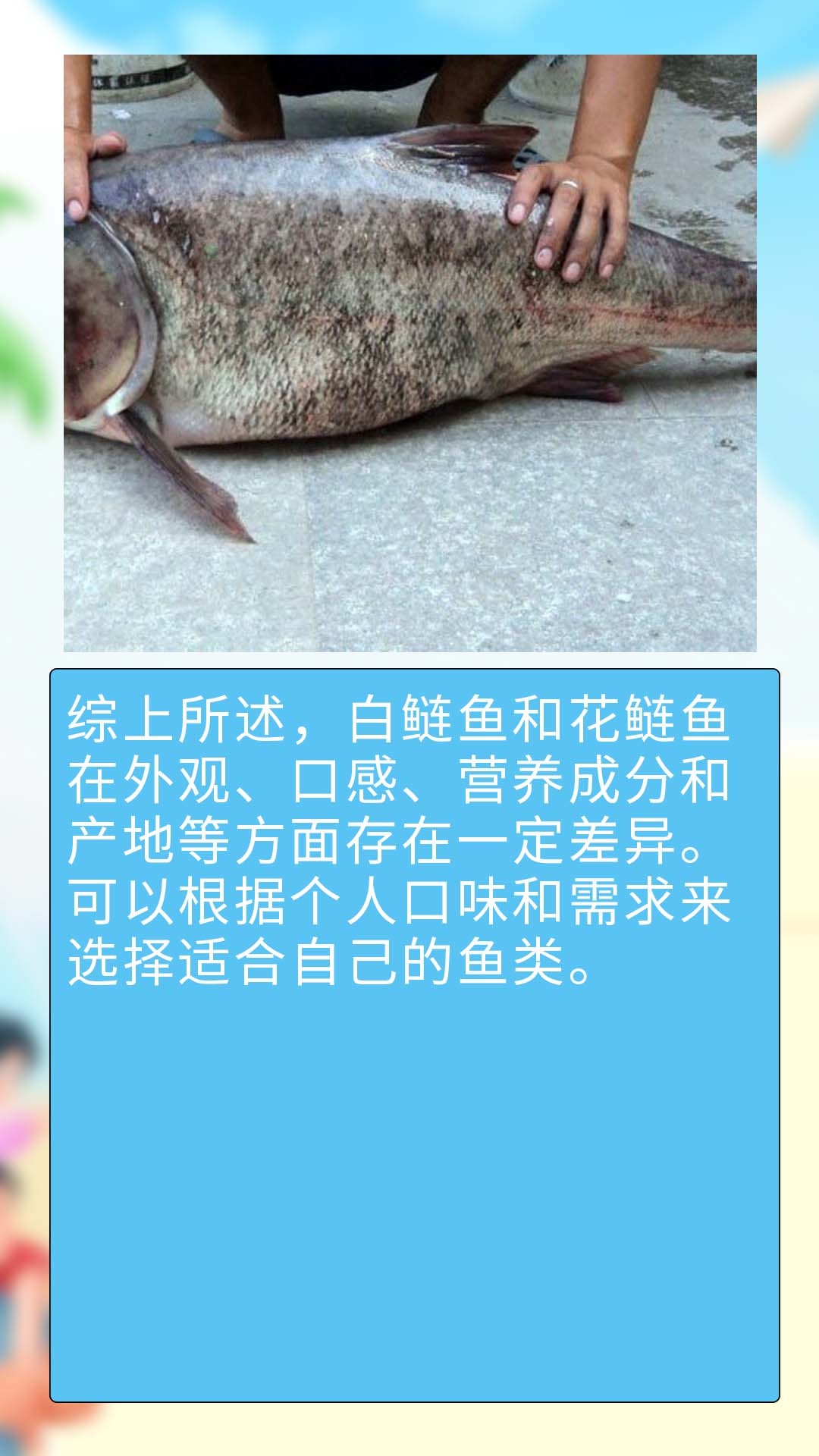 外观:白鲢鱼体形相对较为扁平,鱼头较小,鱼身较长,颜色偏白.