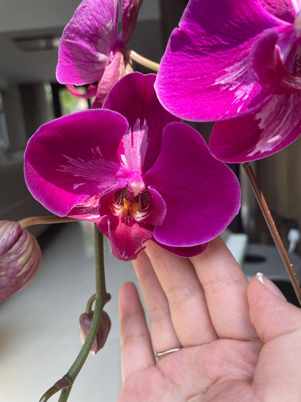 火凤凰变异复花还是如此惊艳·蝴蝶兰 去年买来的株是全部变异了 今年