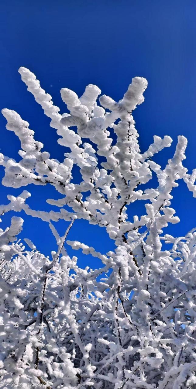 大雪纷飞美景实景图片