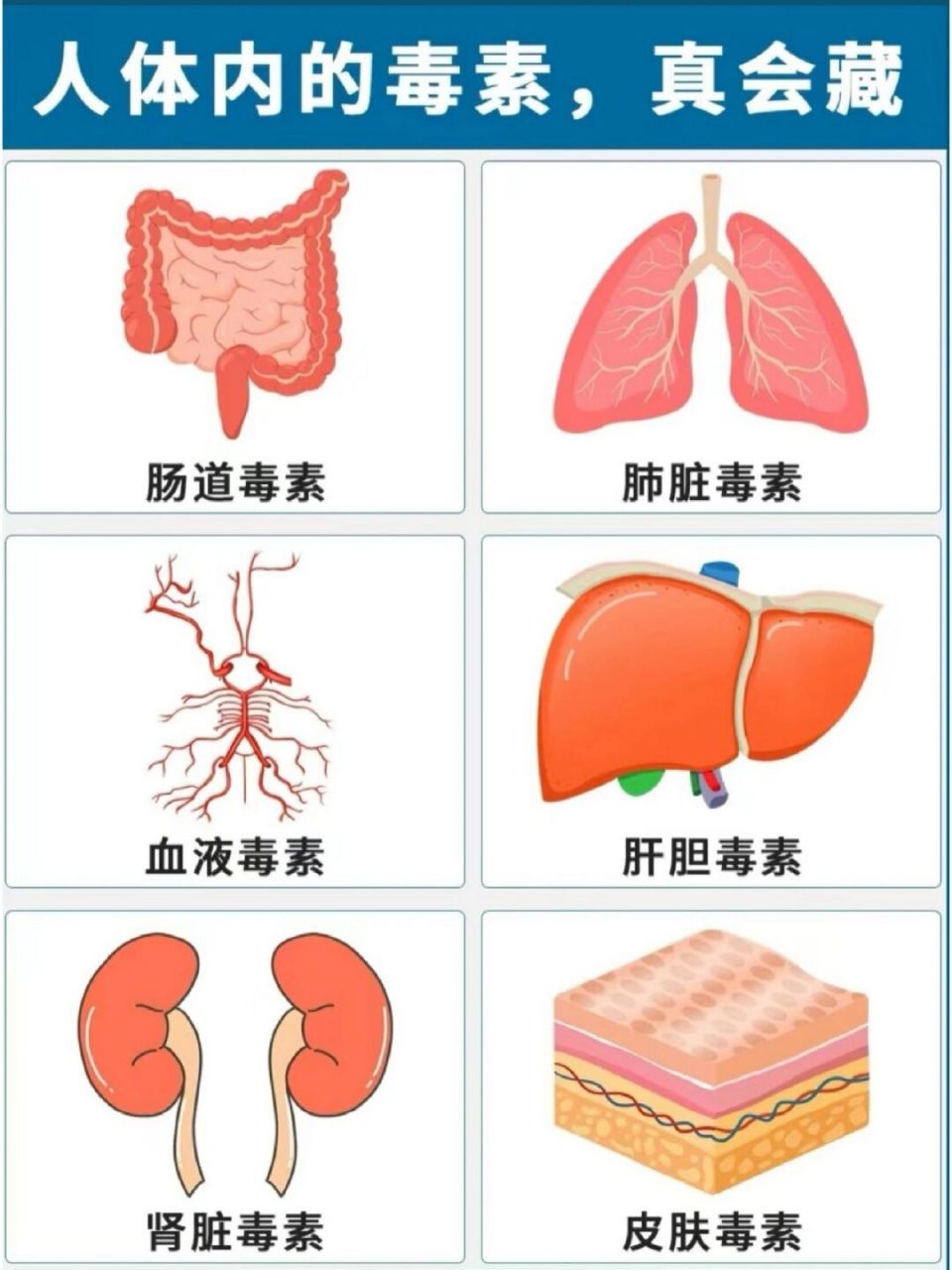 体内毒素堆积图片