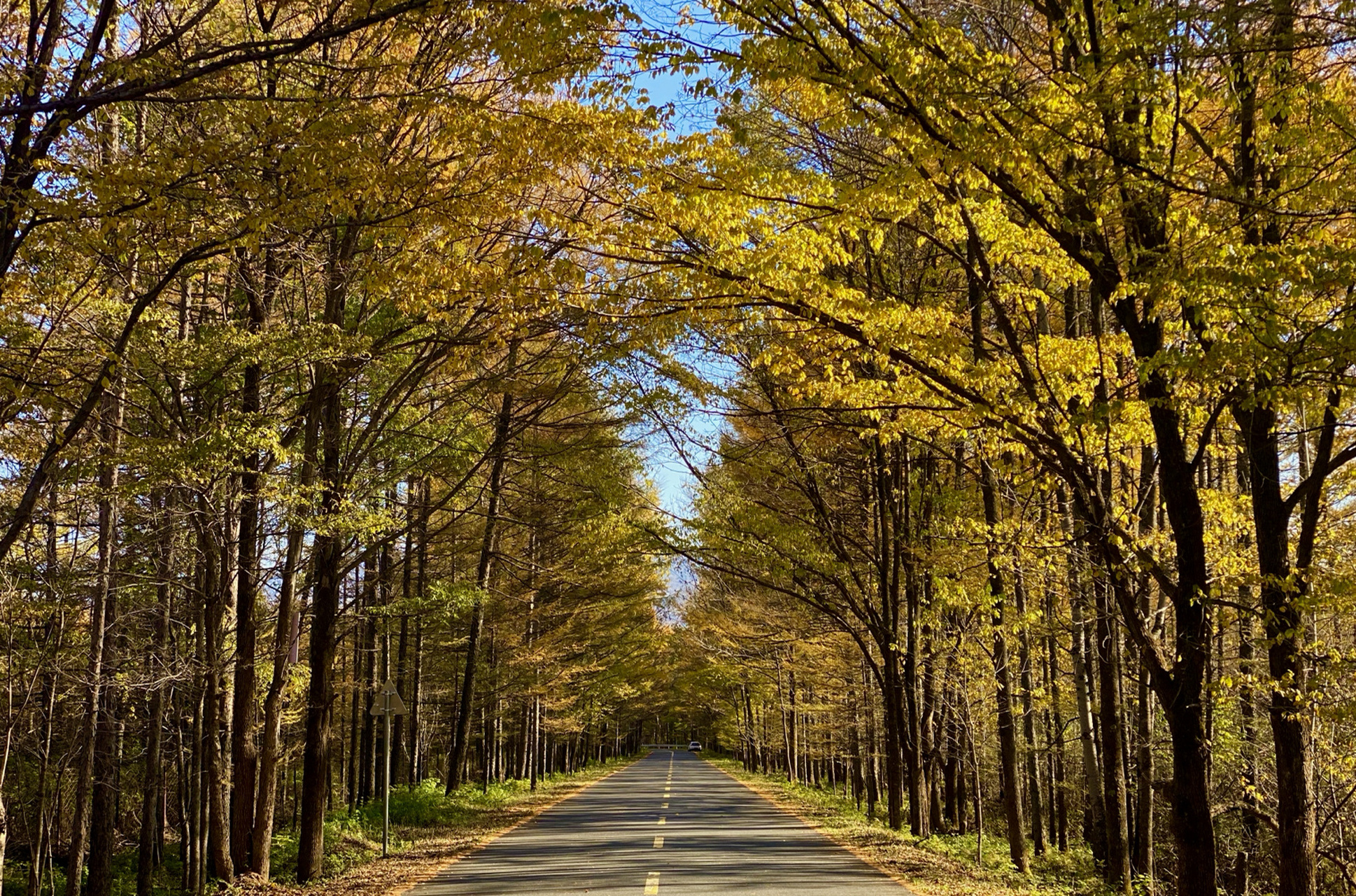 伊春|小兴安岭|乌带公路—最美森林公路|小众 如果你喜欢秋色,那一定