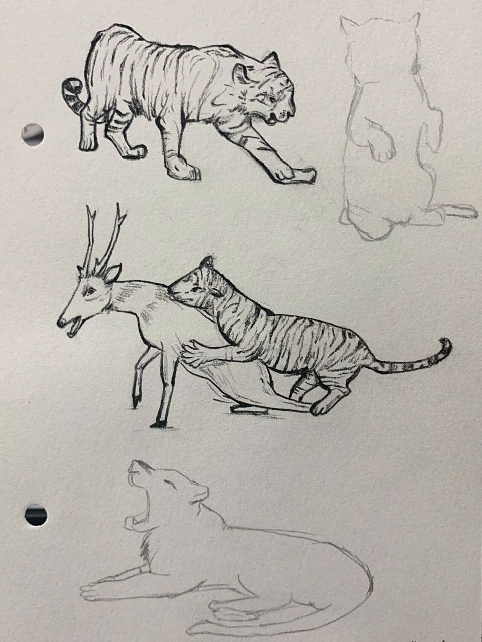 老虎速写 | 虎年画虎 | 简笔画手绘(附过程             临