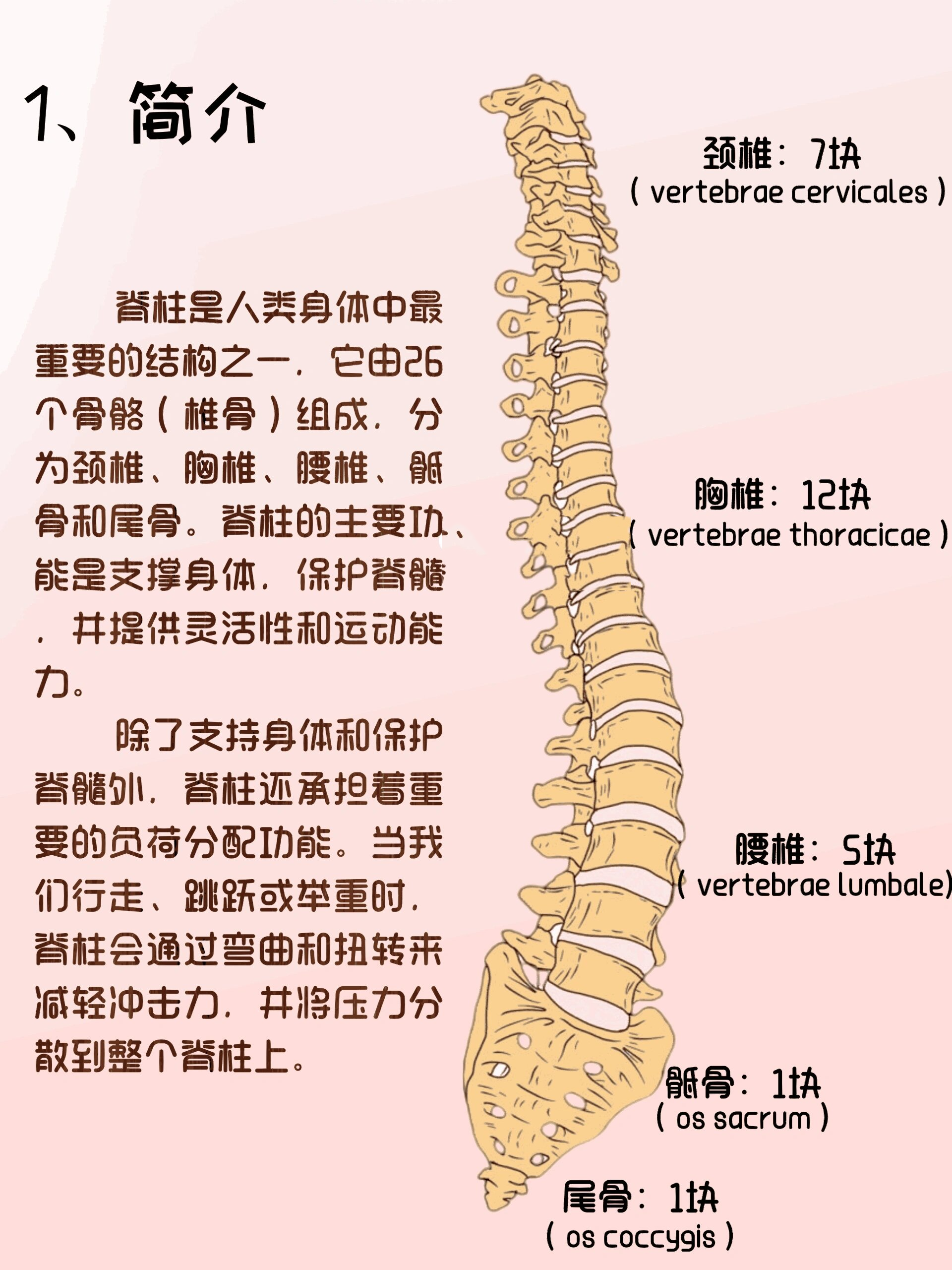 人体脊椎结构图名称图片