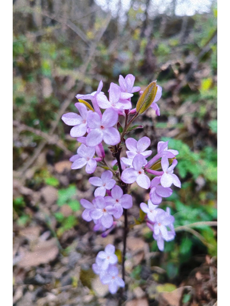芫花/儿时记忆里的闷头花 早春山野里的粉紫色系花花 长在田坎边,山野